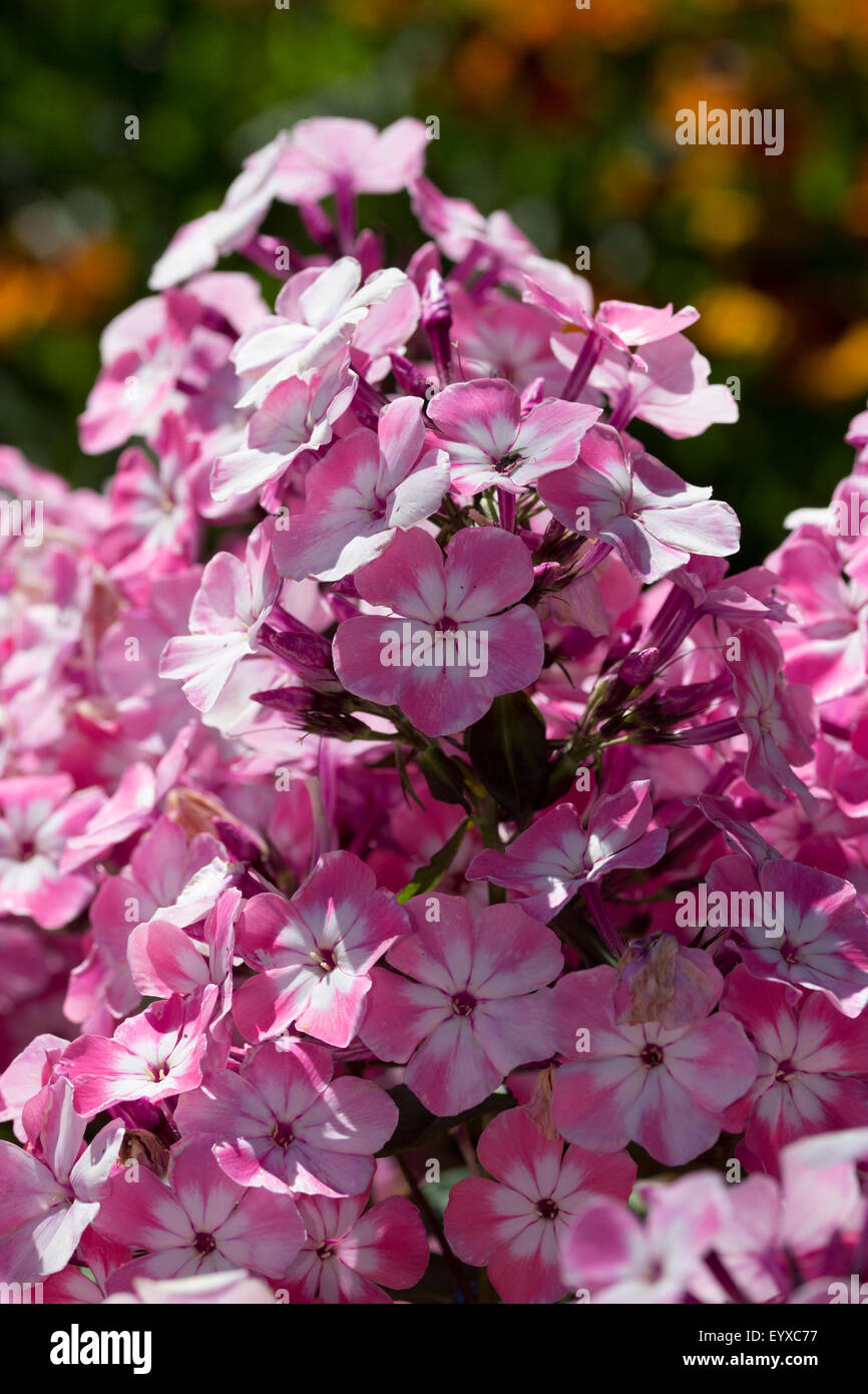 Duftende später Sommerblumen von winterharte mehrjährige Phlox Paniculata 'Rosa Auge Flame' Stockfoto