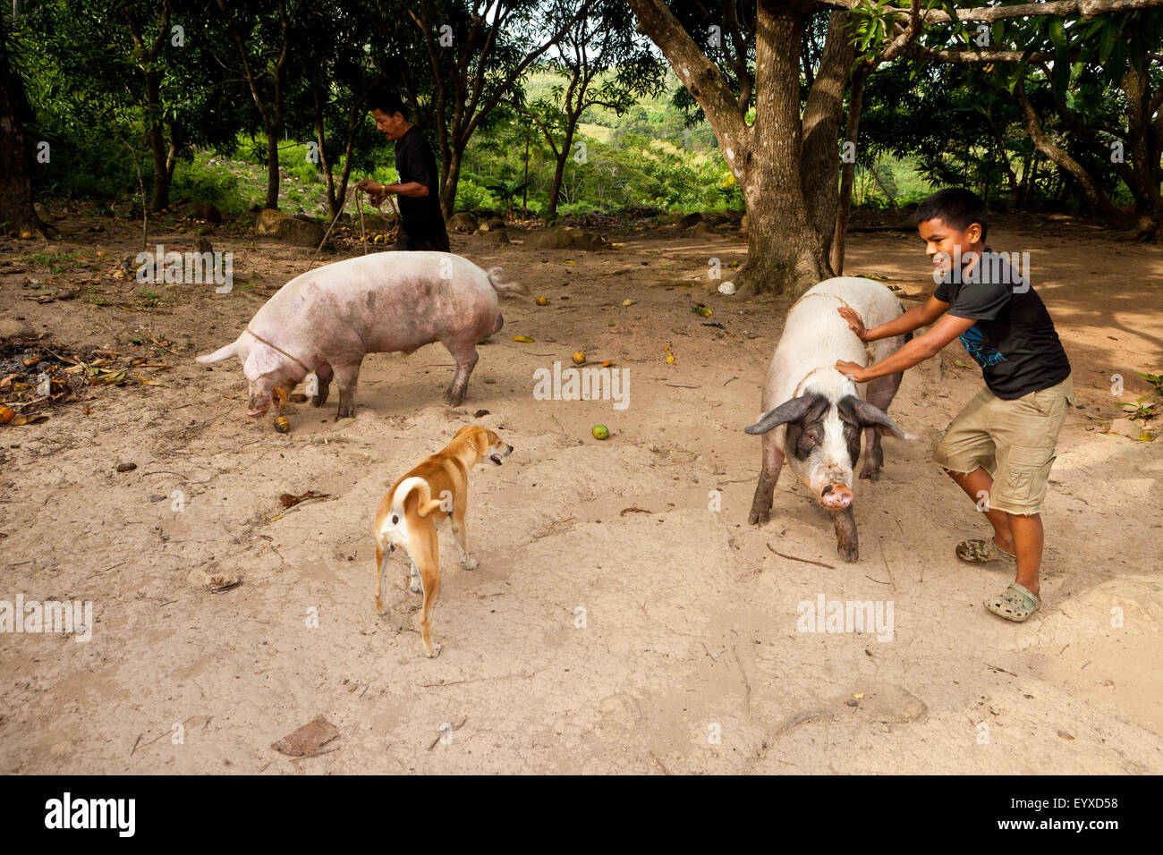 Provinz Coclé, Republik Panama, 4.. August. 2015. Eine panamaische Bauernfamilie arbeitet mit zwei Schweinen der Familie im Landesinneren der Provinz Coclé, Republik Panama, Mittelamerika. Stockfoto