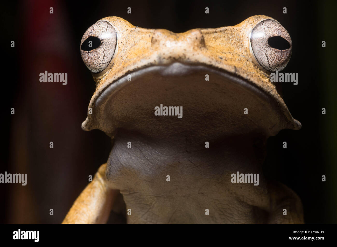 Eine Datei Eared Laubfrosch (Polypedates Otilophus) von Borneo. Stockfoto