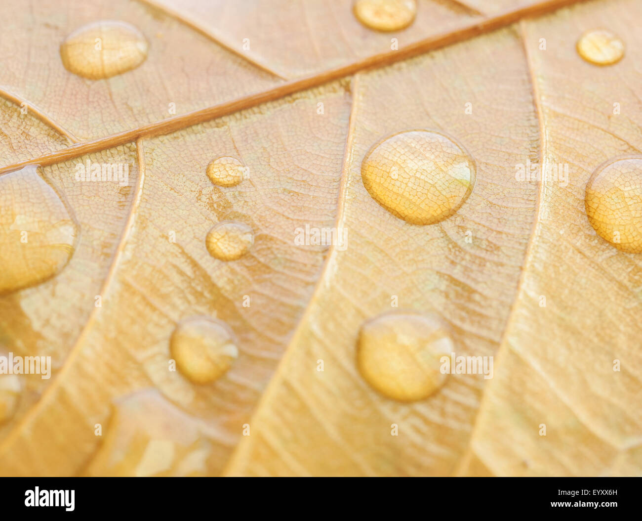 Closeup Blase am Blatt, selektiven Fokus Stockfoto