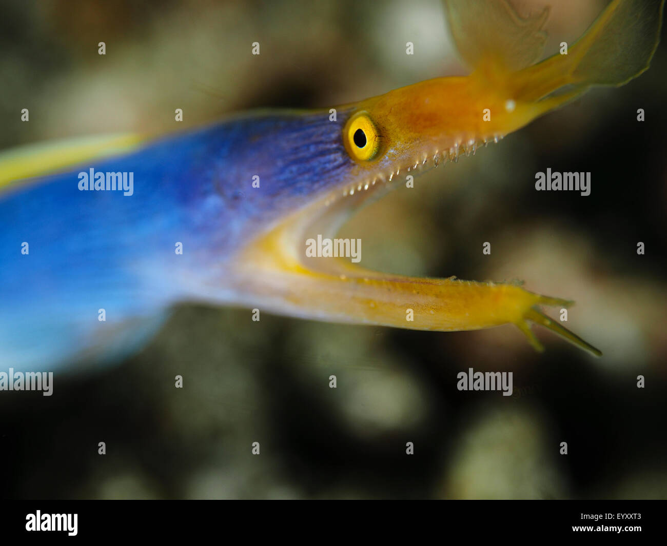 Ein blaues Band Aal, Rhinomuraena Quaesita, Porträt, Lembeh Strait, Nord-Sulawesi, Indonesien, Pazifik Stockfoto