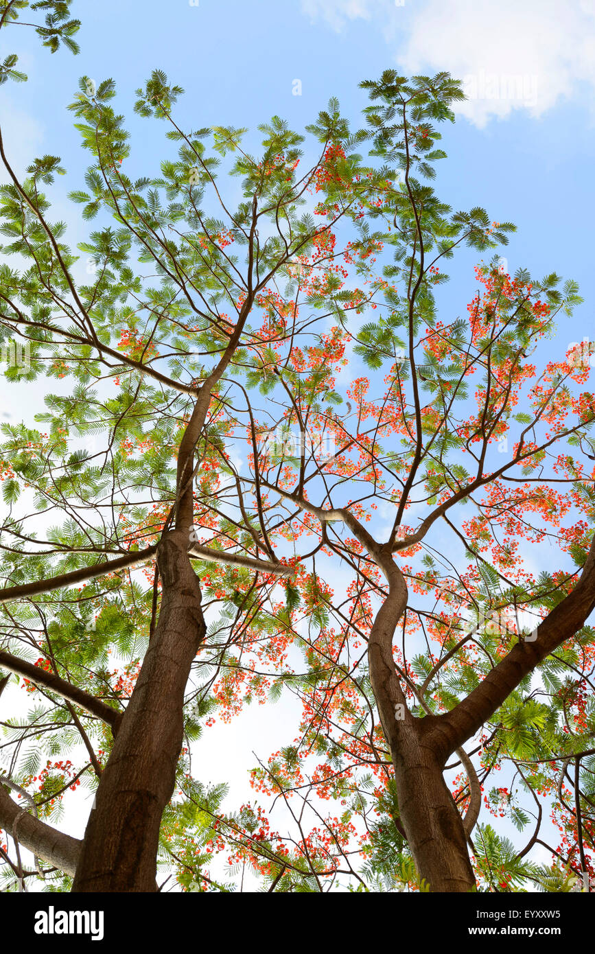 Rote Blüten und Blätter der Flame Tree Stockfoto