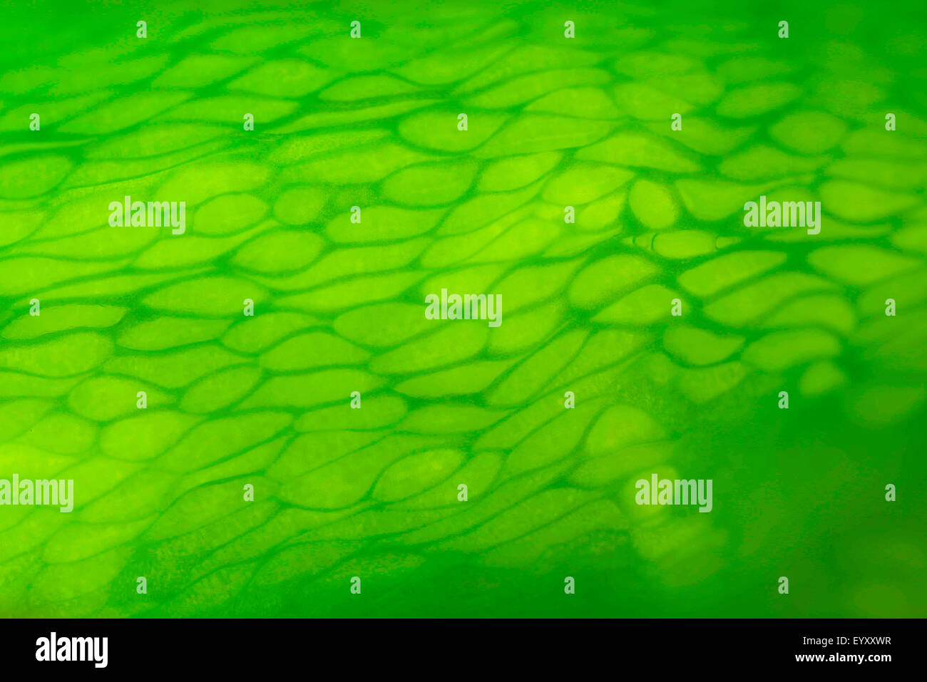 Auszug aus grünem Paprika Haut. Stockfoto