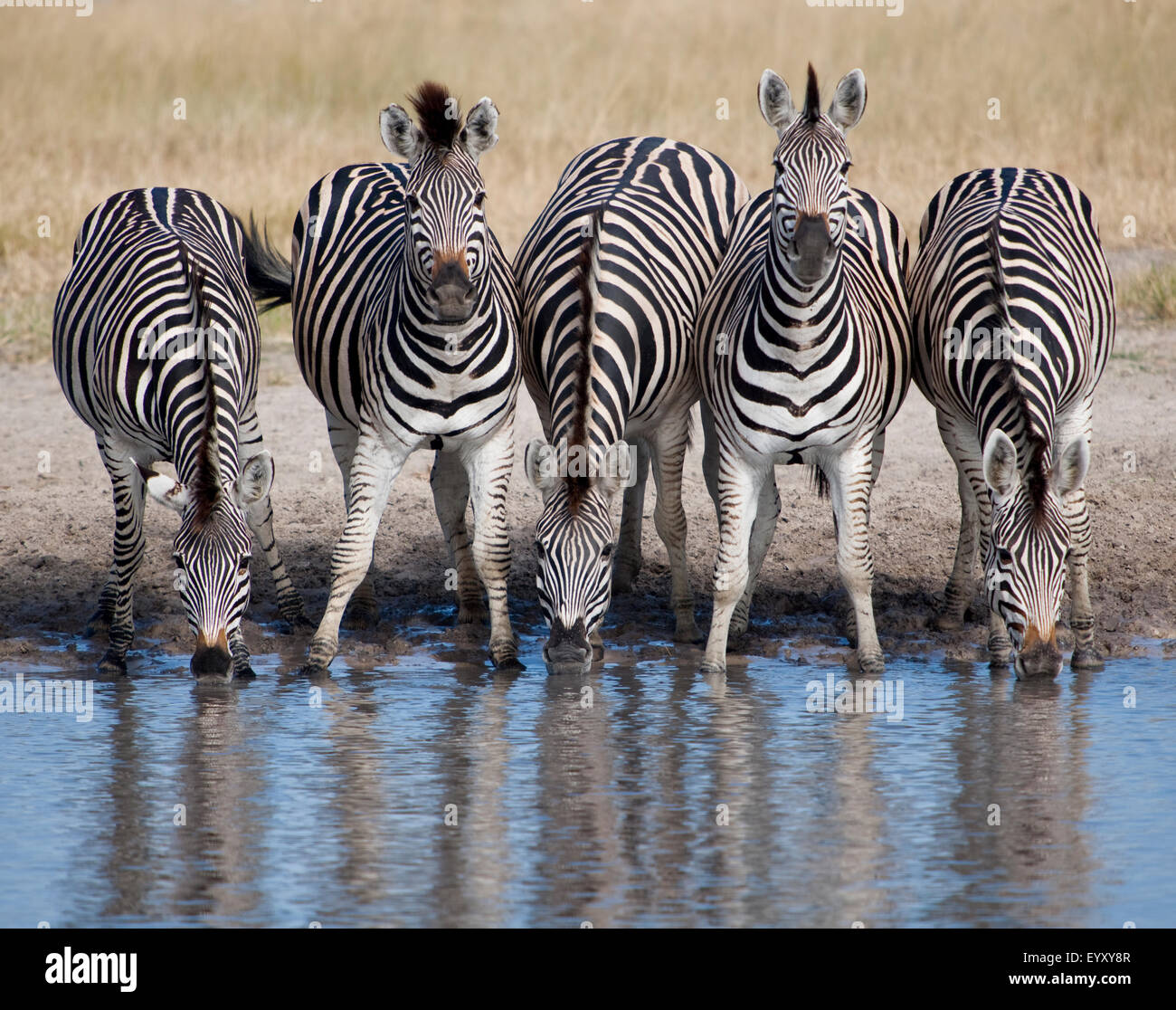 Fünf Zebras am Wasserloch Stockfoto
