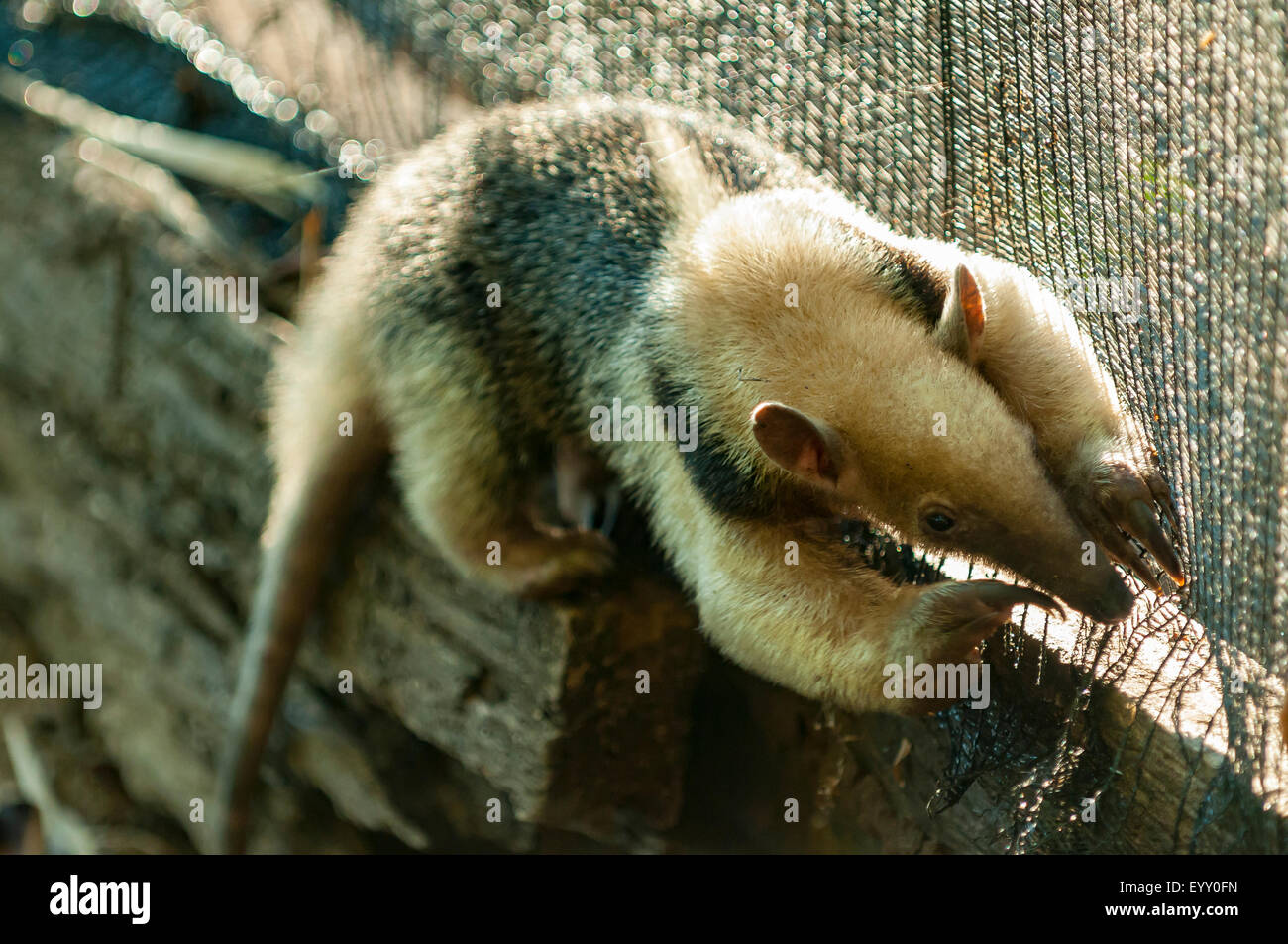 Tamandua Tetradactyla, Collared Anteater, Araras Lodge, Pantanal, Brasilien Stockfoto