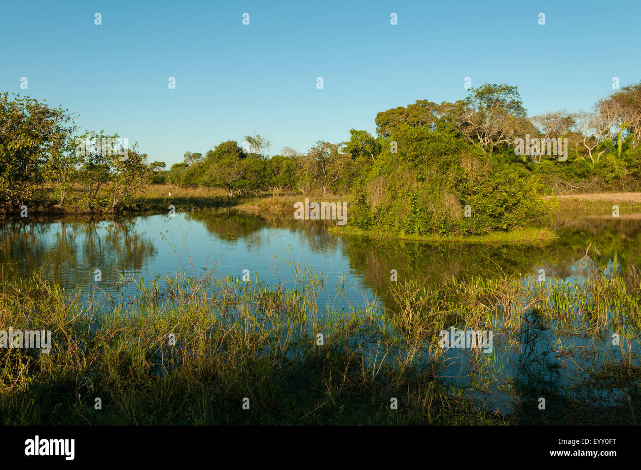 Tropische Feuchtgebiete, Araras Lodge Pantanal, Brasilien Stockfoto