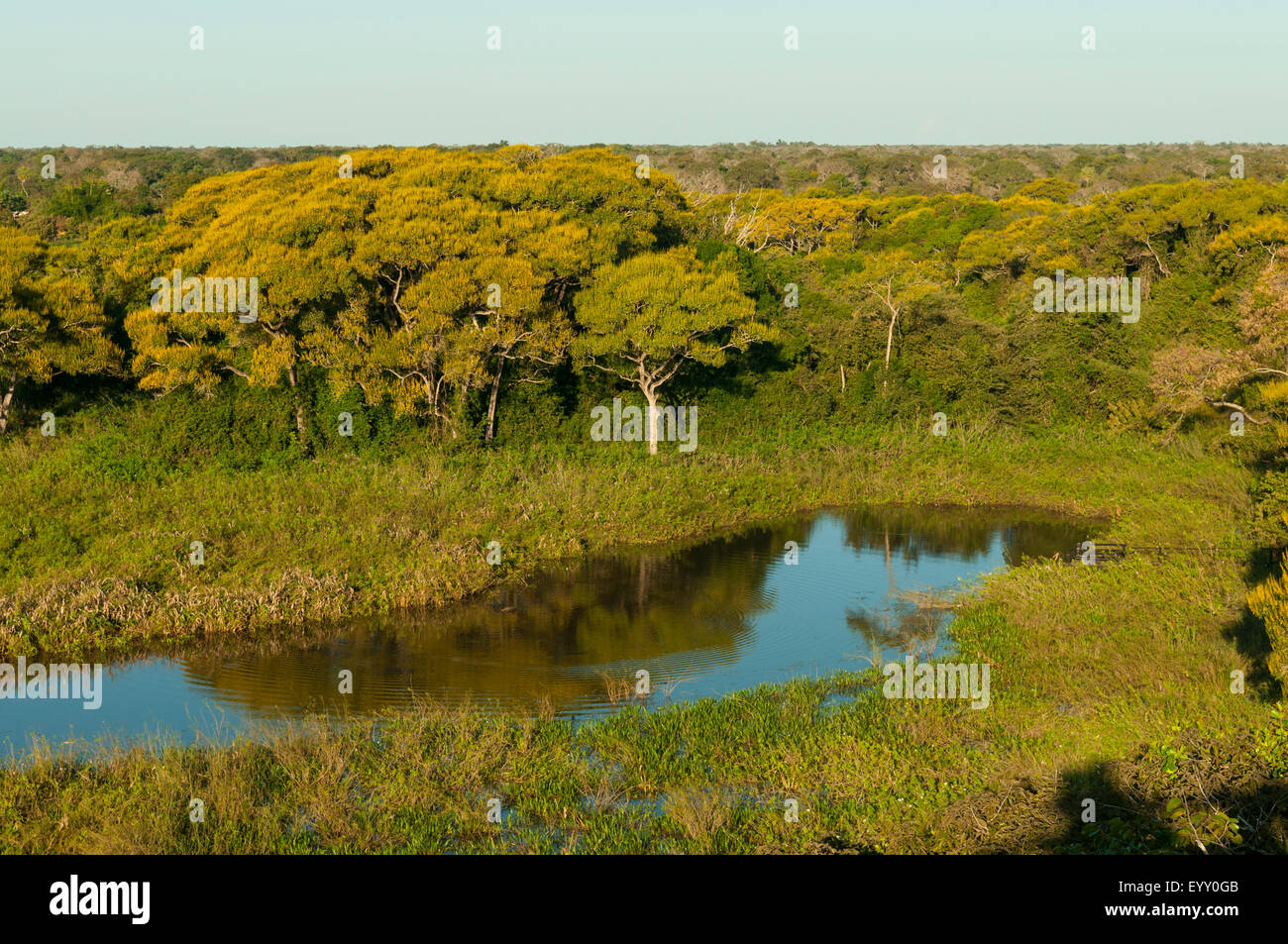 Tropische Feuchtgebiete, Araras Lodge Pantanal, Brasilien Stockfoto