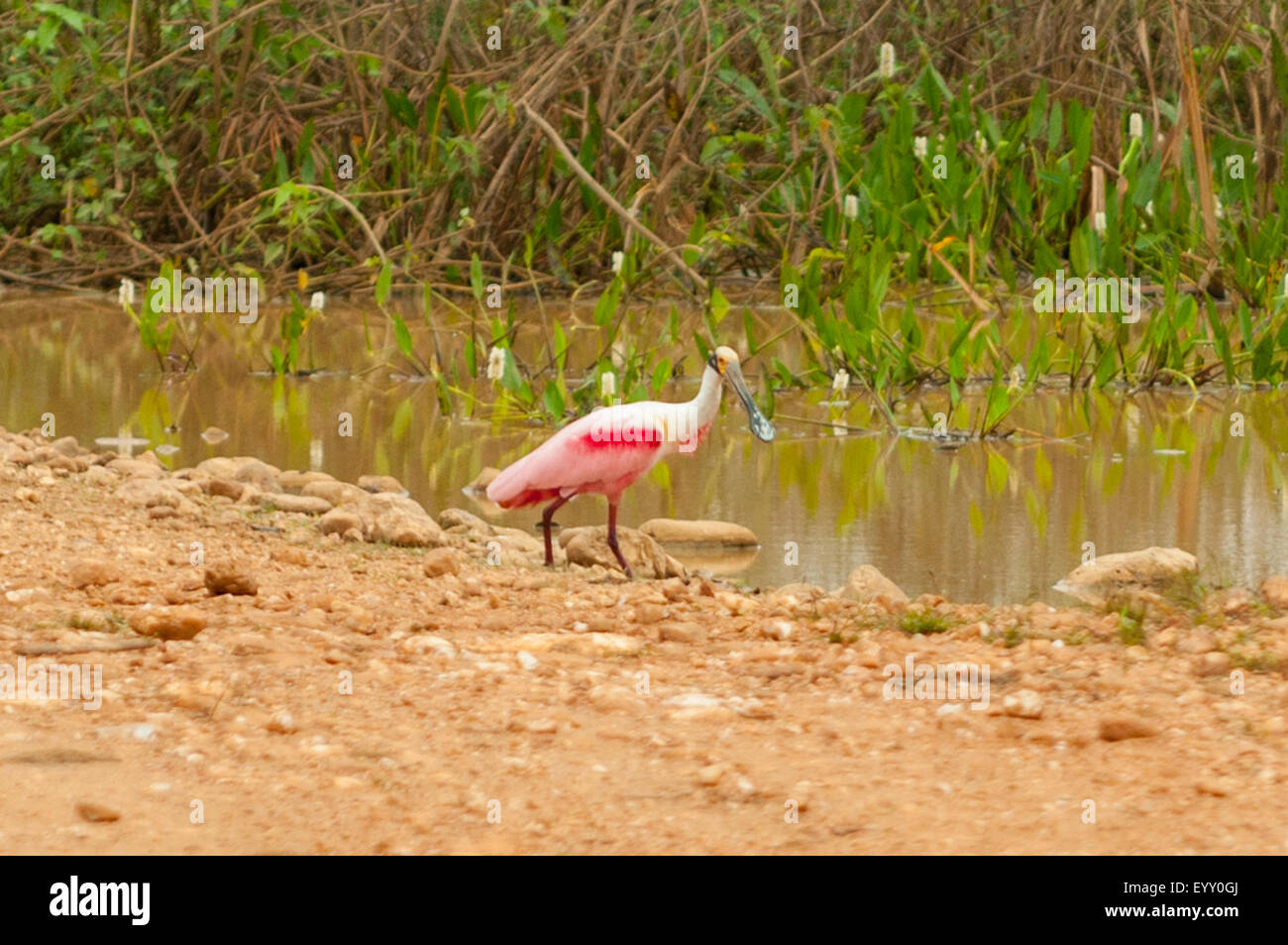 Platalea Ajaja, rosige Löffler, Transpantaneria Autobahn, Pantanal, Brasilien Stockfoto