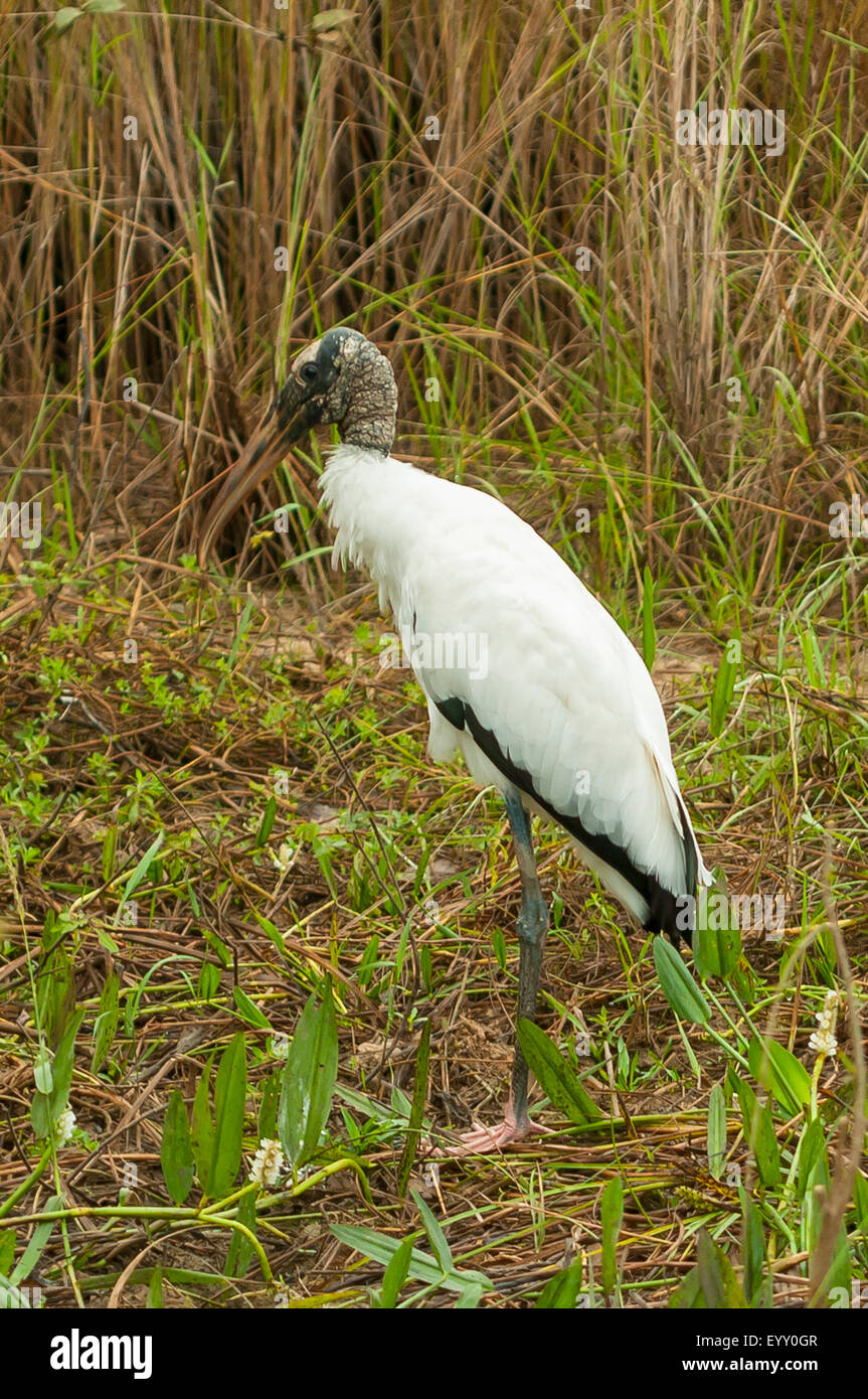 Mycteria Americana, Holz-Storch, Transpantaneria Autobahn, Pantanal, Brasilien Stockfoto