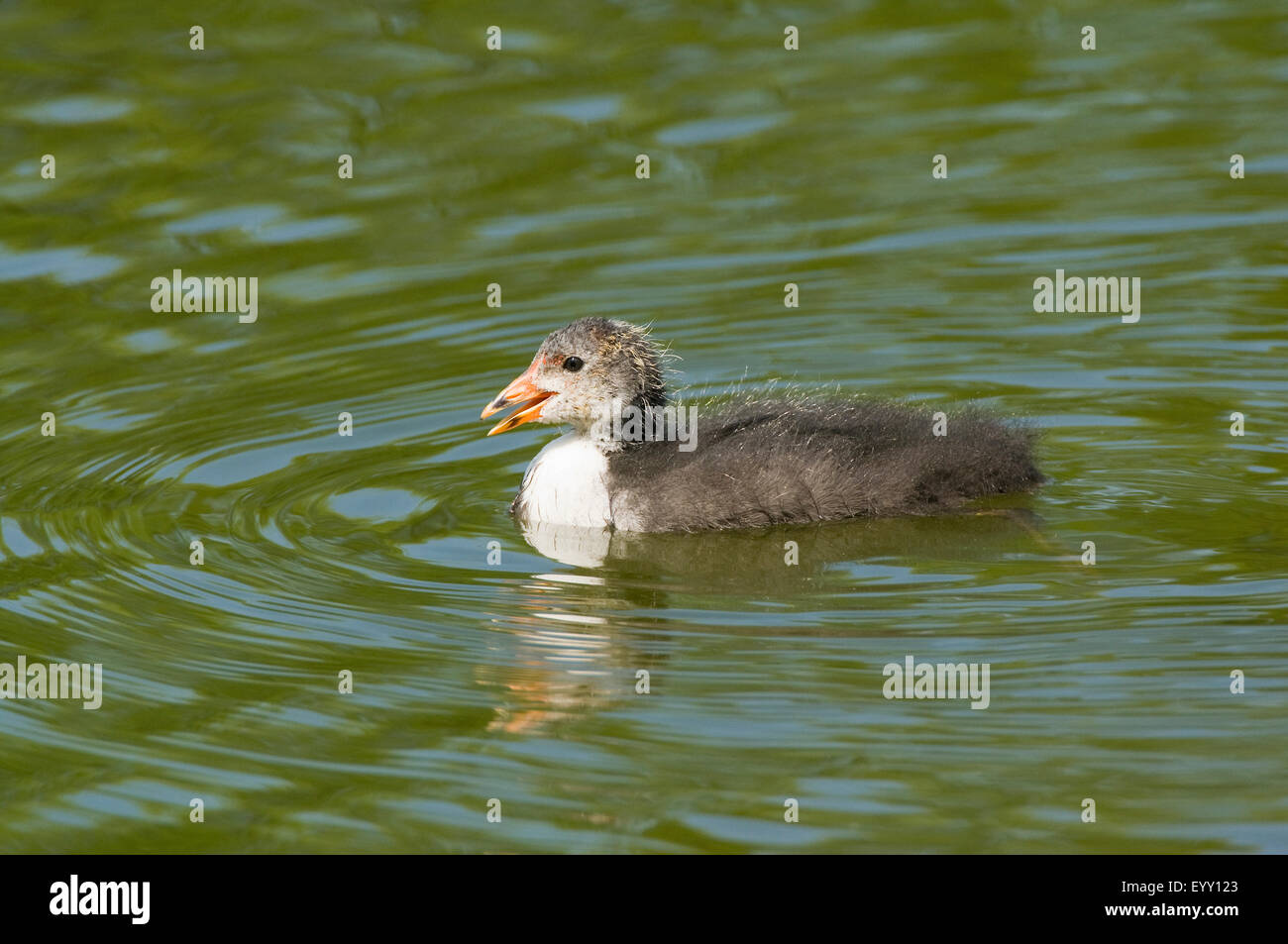 Eurasische Blässhuhn (Fulica Atra), Jungvogel schwimmen, Thüringen, Deutschland Stockfoto