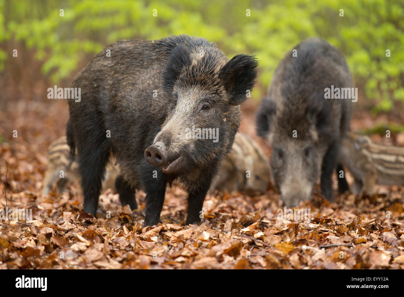 Wildschwein (Sus Scrofa), Sauen und Ferkel im Frühling, Wald, in Gefangenschaft, North Rhine-Westphalia, Germany Stockfoto