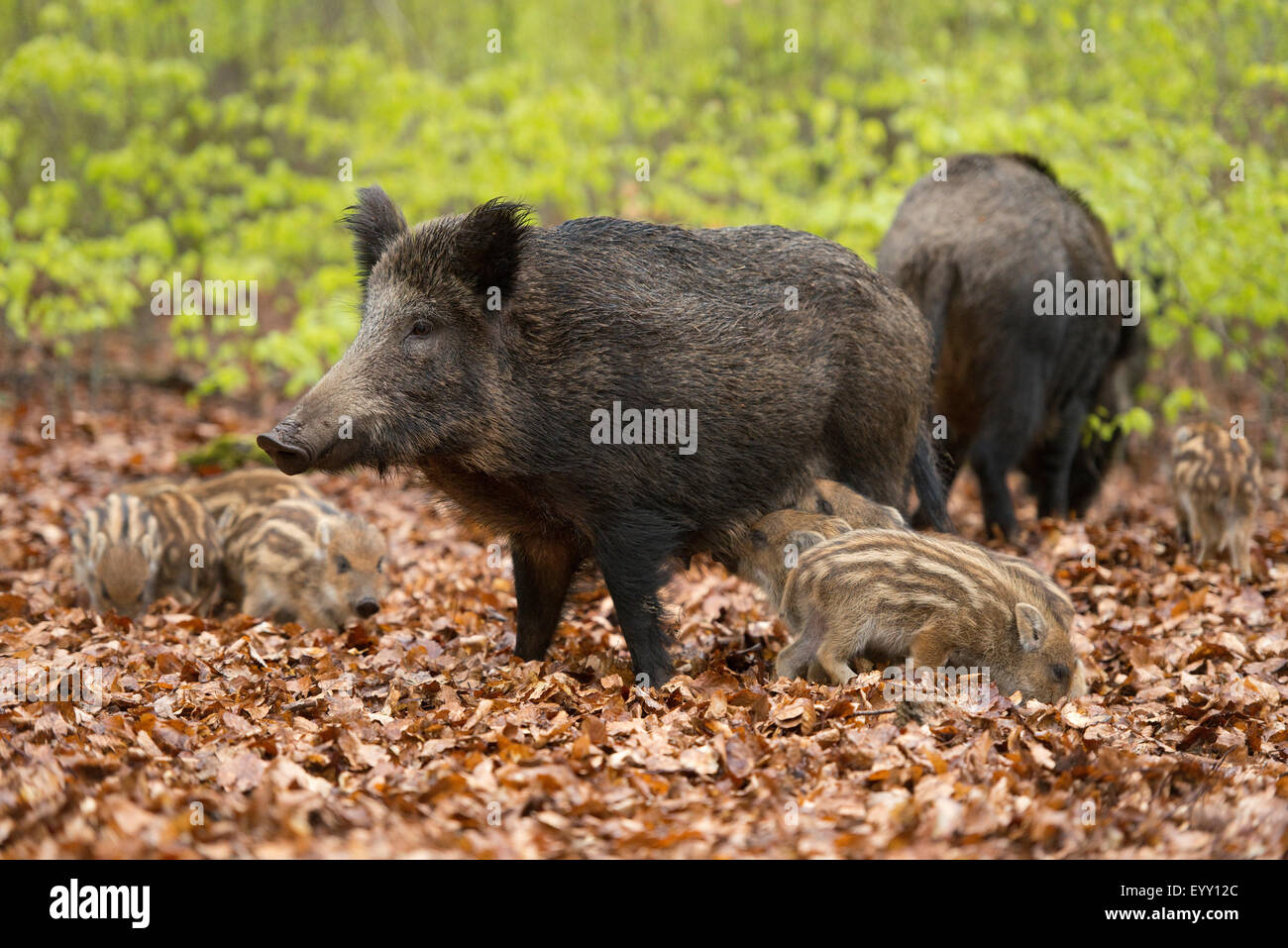Wildschwein (Sus Scrofa), Sauen und Ferkel im Frühling, Wald, in Gefangenschaft, North Rhine-Westphalia, Germany Stockfoto