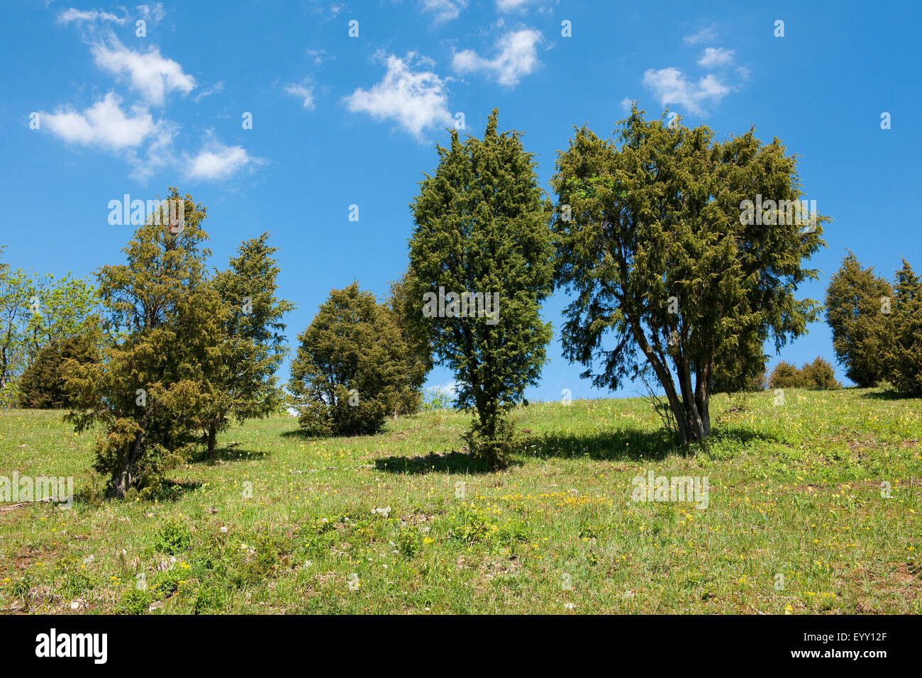 Wacholder Heide, Gemeine Wacholder (Juniperus Communis), in der Nähe von Craula, Thüringen, Deutschland Stockfoto