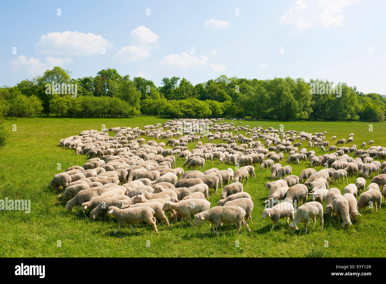 Eine Herde von Hausschafen am Nationalpark Hainich, Thüringen, Deutschland Stockfoto