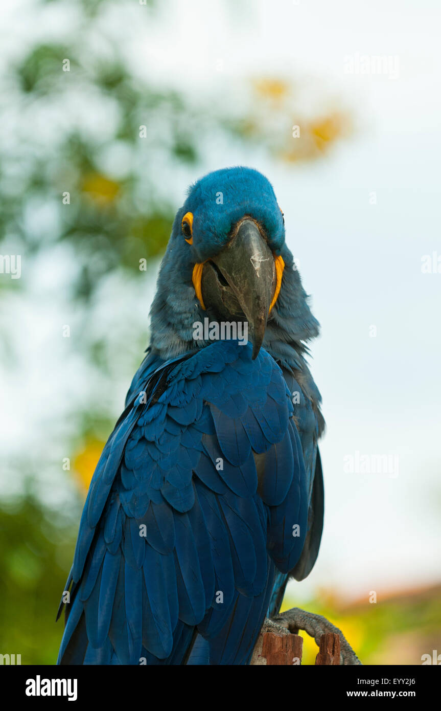 Anodorhynchus Hyacinthinus, Hyazinthara, Araras Lodge, Pantanal, Brasilien Stockfoto