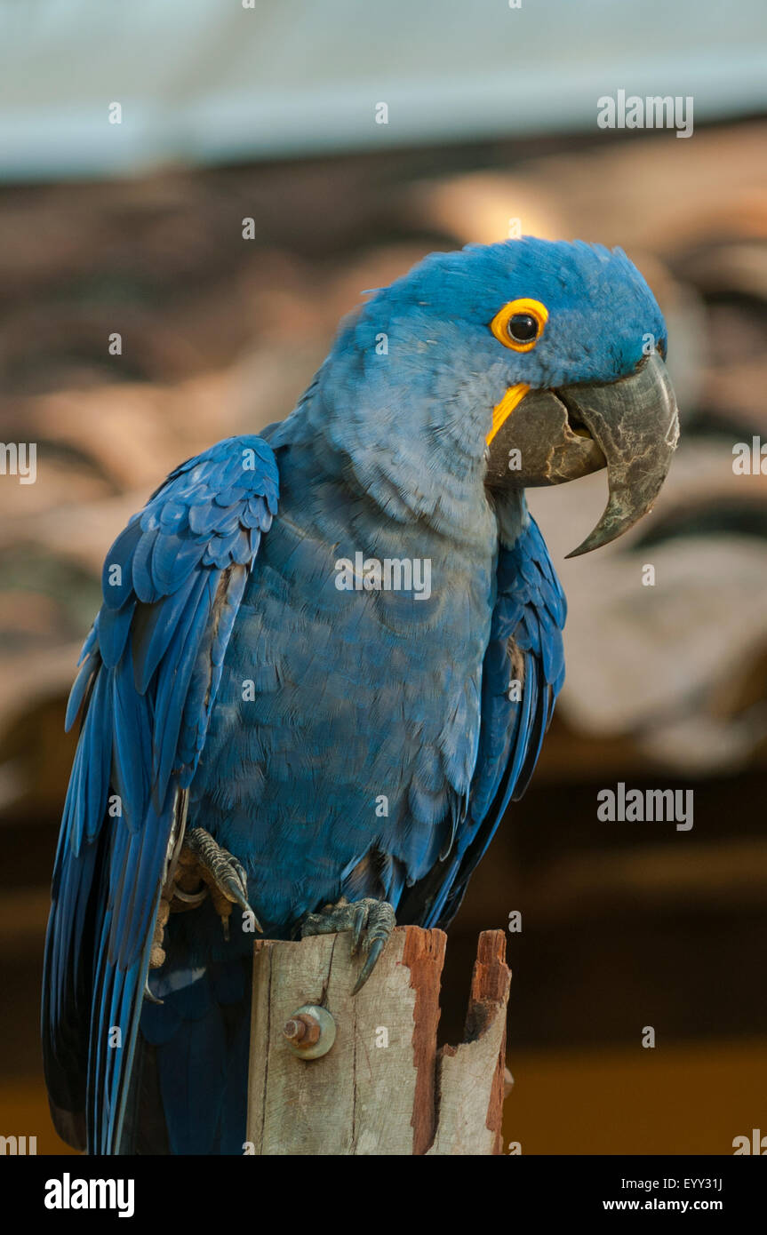 Anodorhynchus Hyacinthinus, Hyazinthara, Araras Lodge, Pantanal, Brasilien Stockfoto
