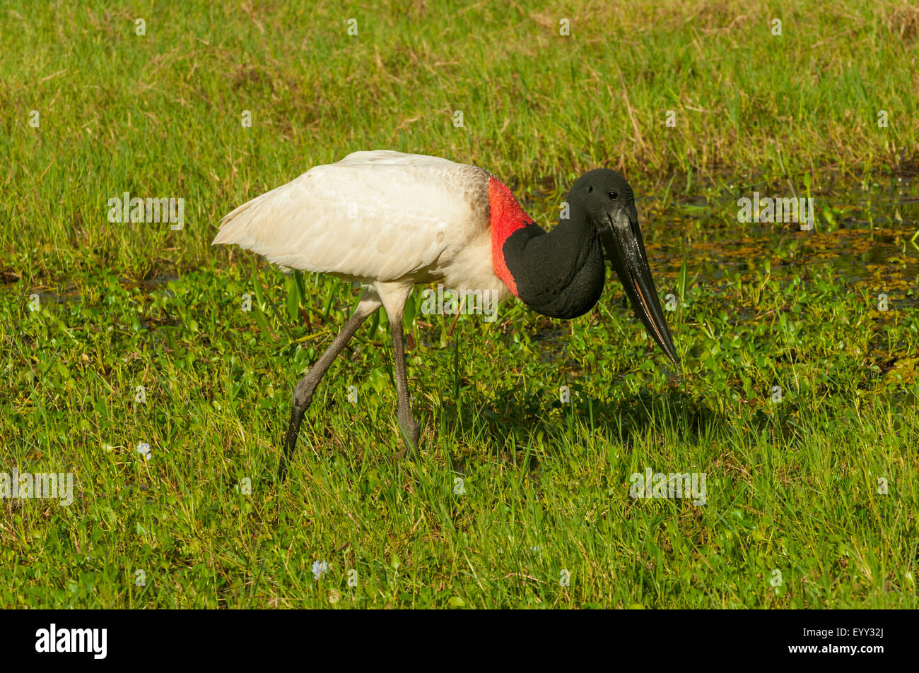 Jabiru Mycteria, Jabiru, Araras Lodge, Pantanal, Brasilien Stockfoto