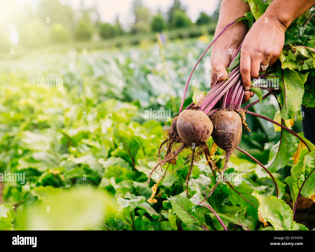 Nahaufnahme von Händen Ernte Rüben im Feld-Hof Stockfoto