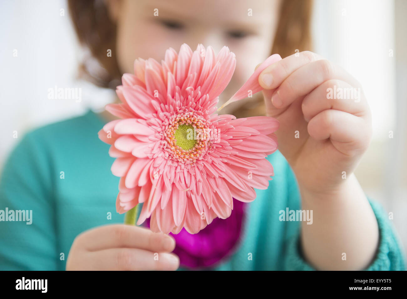 Kaukasische Mädchen zupfen Blütenblatt von Blume Stockfoto