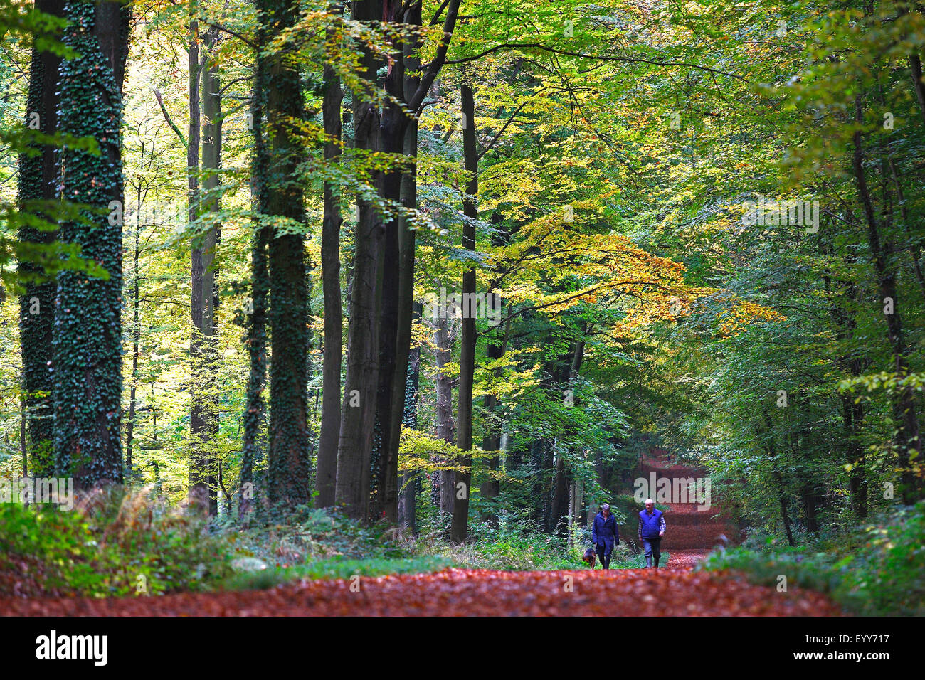 zwei Personen mit Hund, die zusammen einen Wald gehen im Herbst, Belgien, Heverleebos Stockfoto