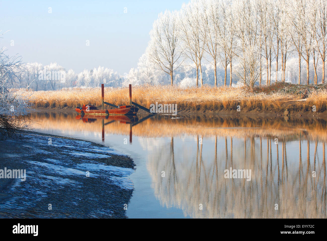 Reflexion von Schnee bedeckt, Bäumen und Schilf Fransen entlang Fluss Schelde, Belgien Stockfoto