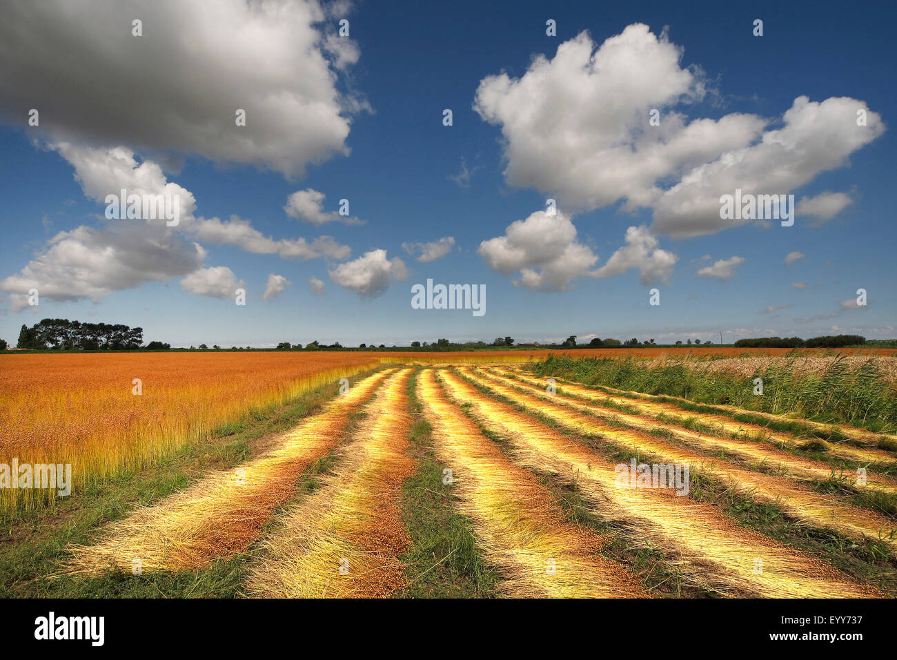 gemeinsame Flachs (Linum Usitatissimum), Flachs Kultur, Belgien Stockfoto