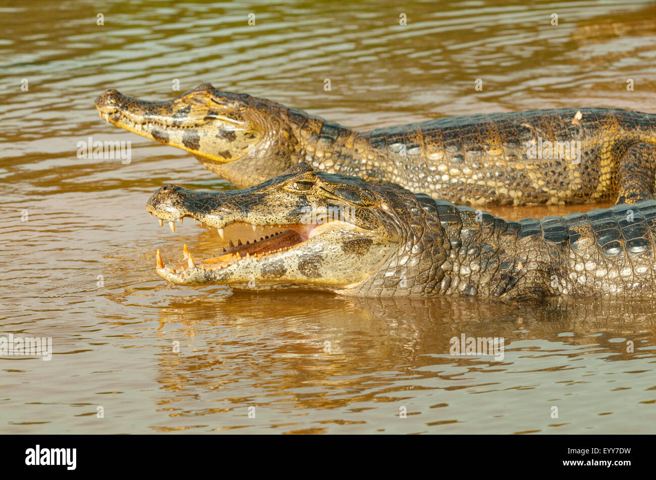 Caiman Crocodilus, brillentragende Kaimane Sonnen am Flussufer, Cuiaba River, Pantanal, Brasilien Stockfoto
