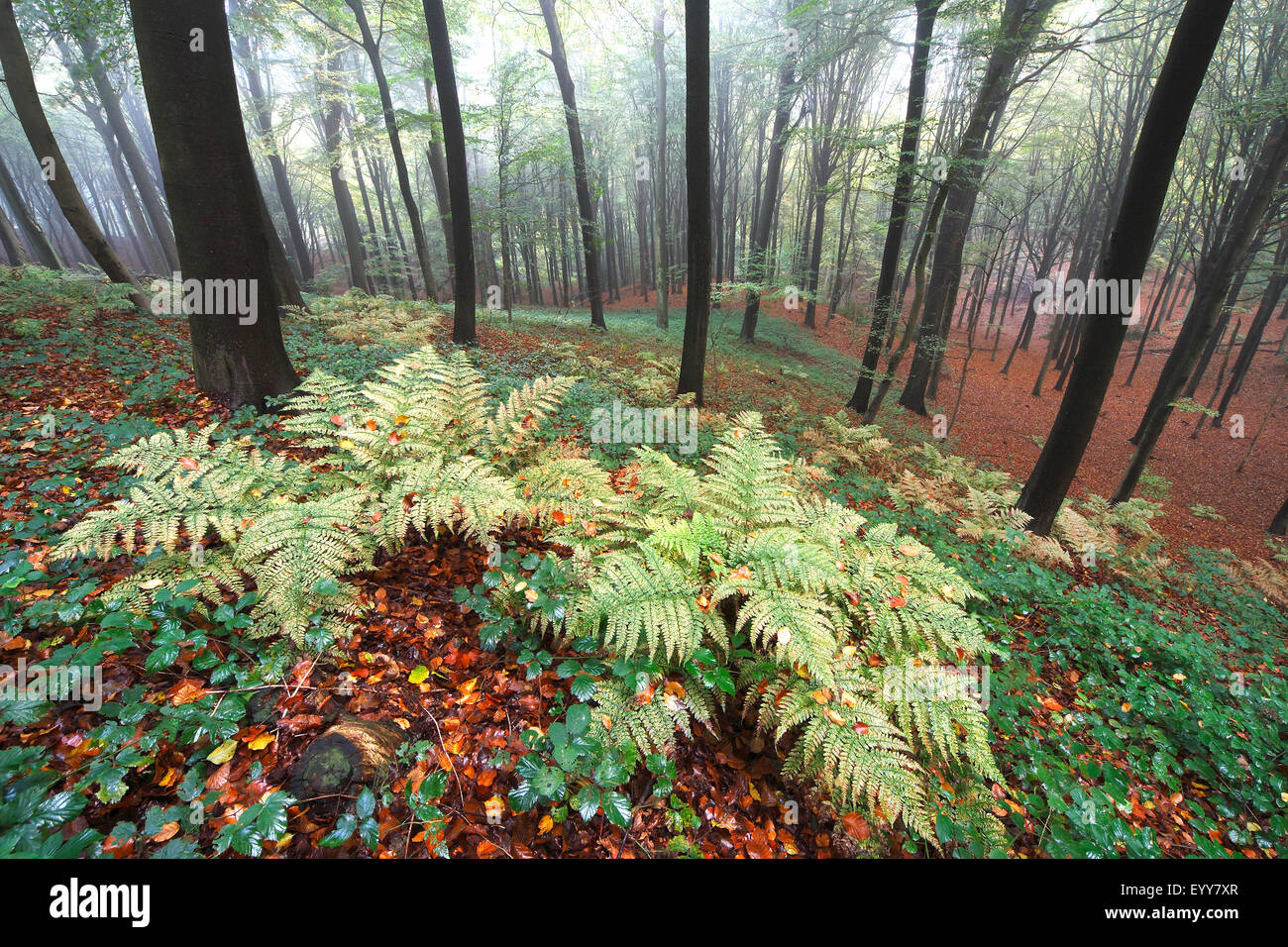 Farne und Brombeeren in Buche Wald, Belgien, Ardennen Stockfoto
