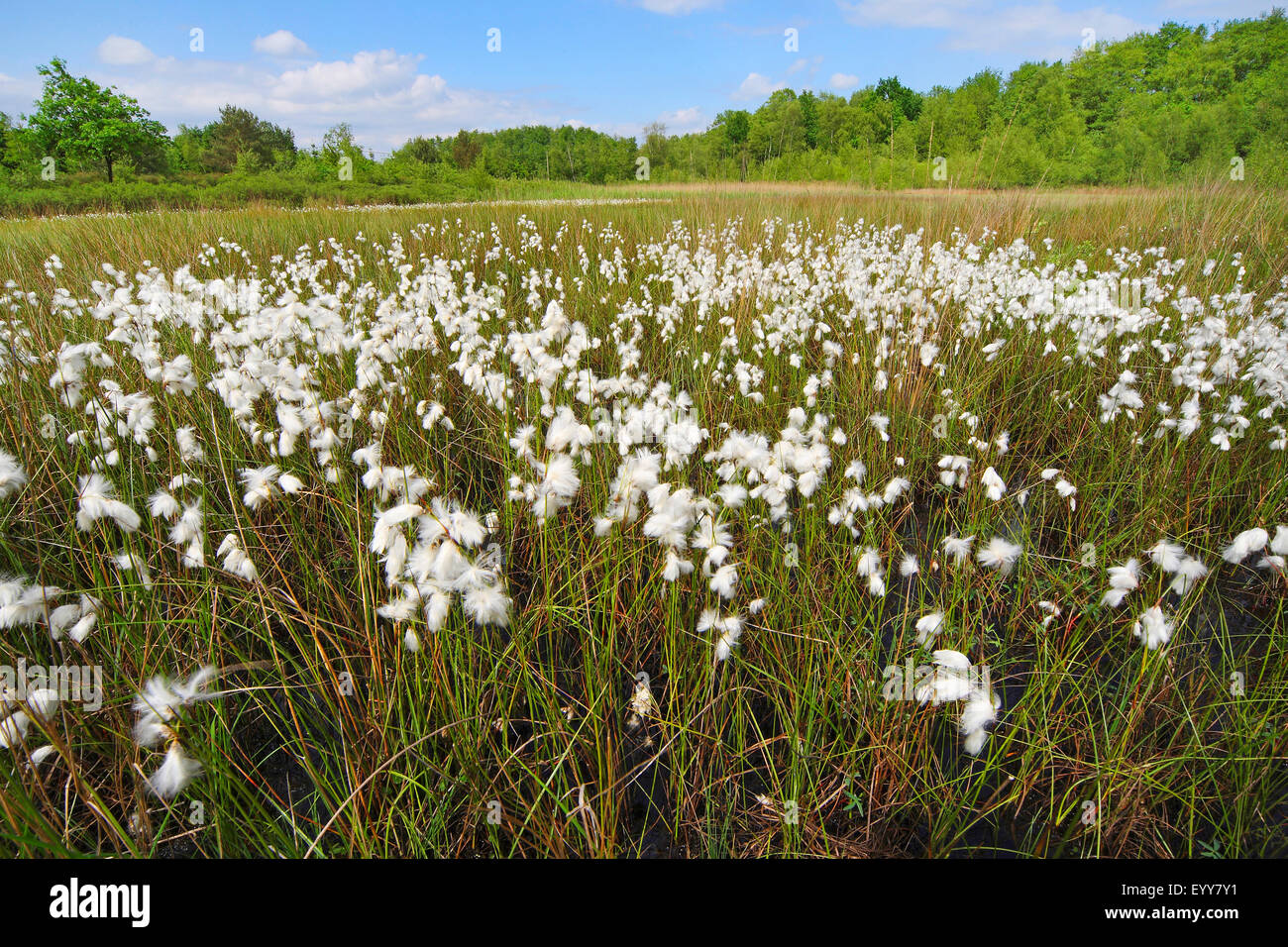 gemeinsamen Wollgras, Narrow-leaved Wollgras (Wollgras Angustifolium), Fruchtbildung, Belgien Stockfoto