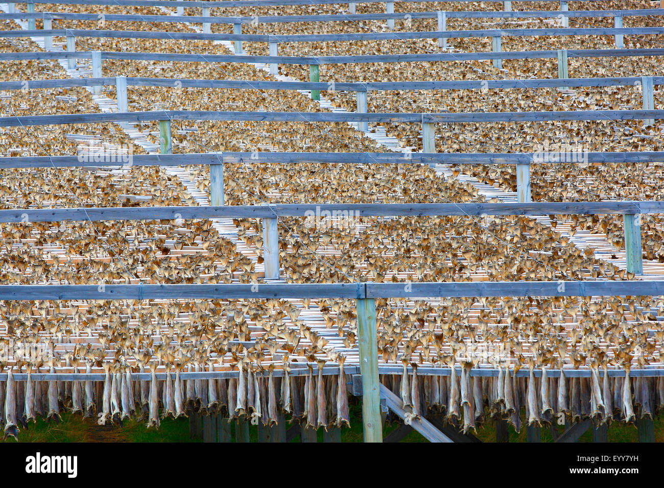 Stockfisch im Fischerdorf, Norwegen, Varangerfjord trocknen Stockfoto