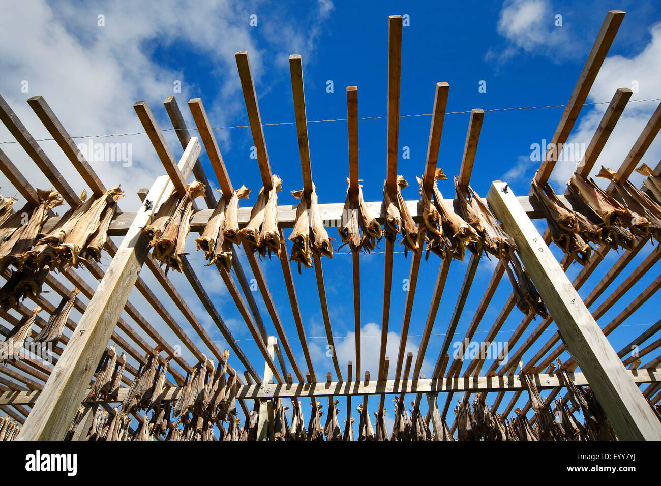 Stockfisch im Fischerdorf, Norwegen, Varangerfjord trocknen Stockfoto