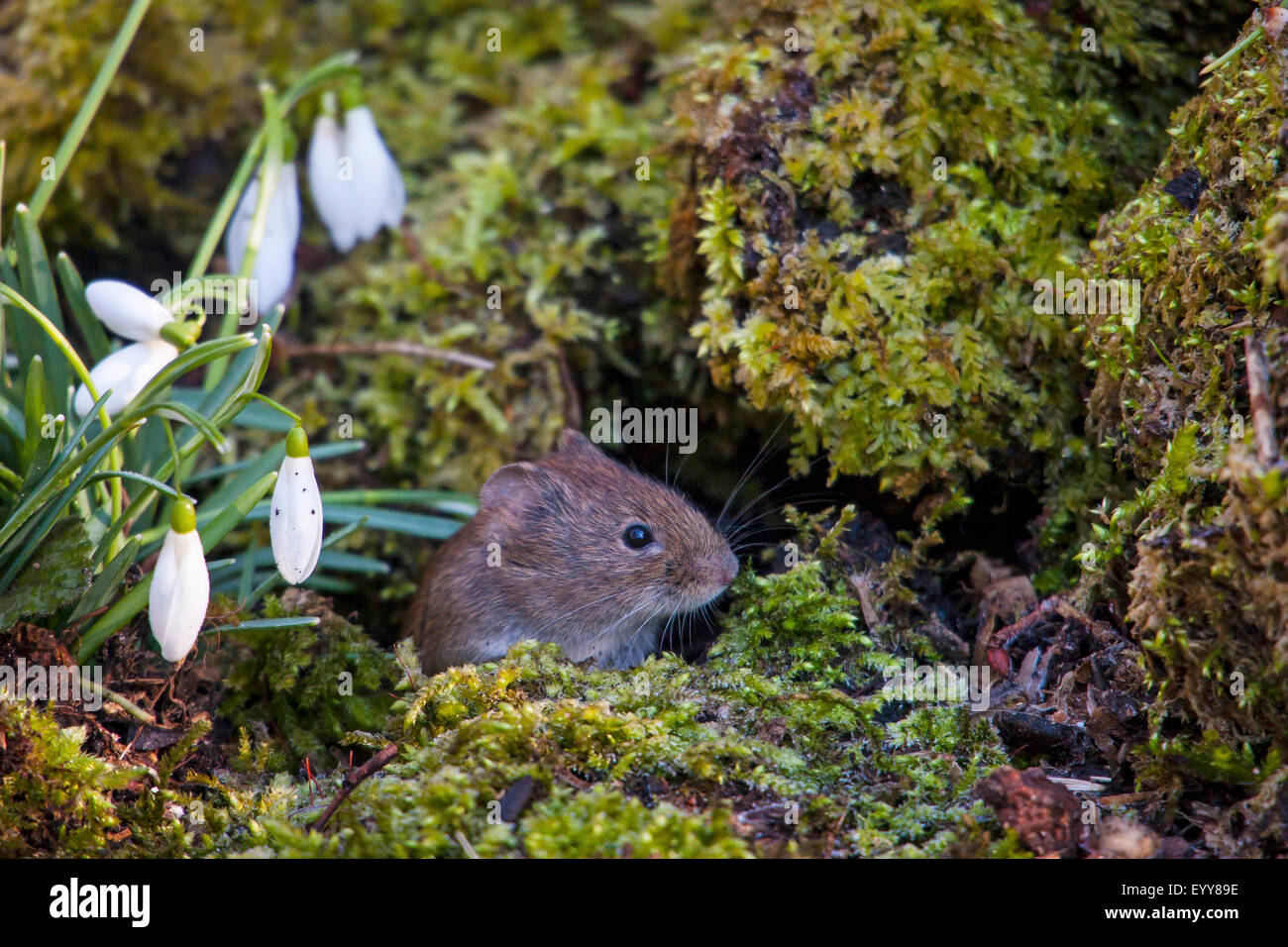 Rötelmaus (Clethrionomys Glareolus, Myodes Glareolus), Rötelmaus Blick ein Mousehole, Schweiz, Sankt Gallen, Rheineck Stockfoto