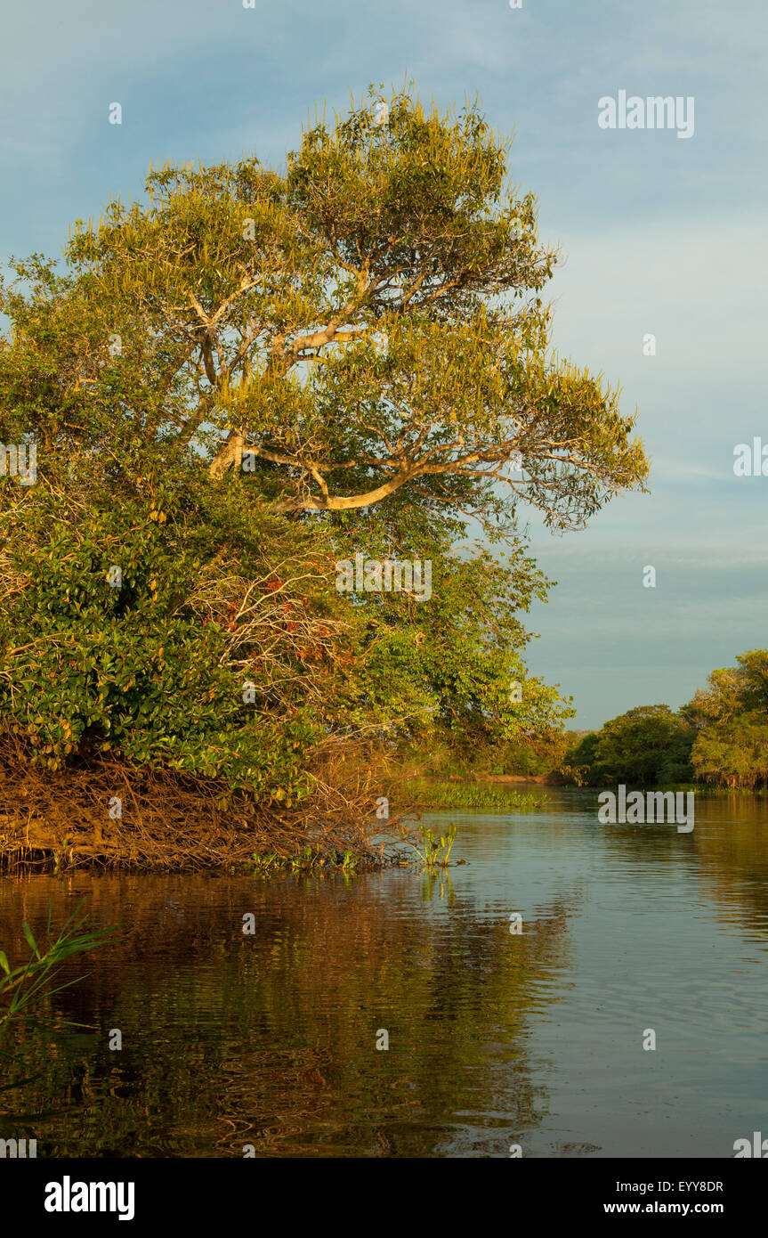 Cuiaba River, Pantanal, Brasilien Stockfoto