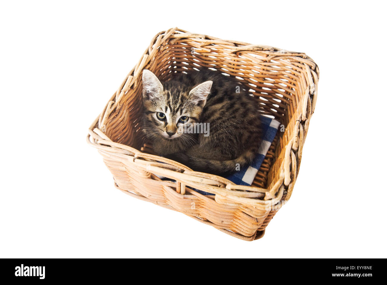 Hauskatze, Hauskatze (Felis Silvestris F. Catus), Kitty in einem Korb liegen Stockfoto