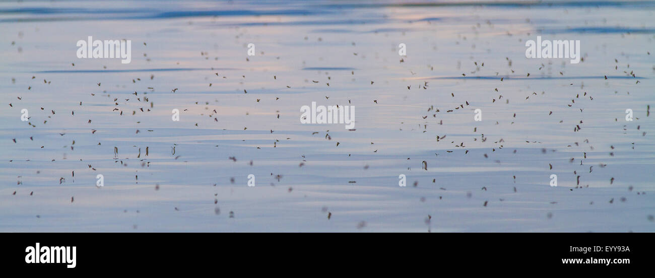 Eintagsfliegen (Ephemeroptera), schwärmen über einer Wasseroberfläche, Deutschland, Bayern, See Chiemsee Stockfoto