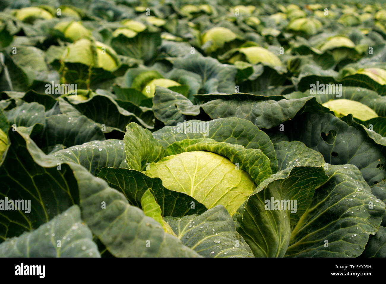 Weißer Kohl (Brassica Oleracea var. Capitata F. Alba), Kohlkopffeld, Österreich Stockfoto