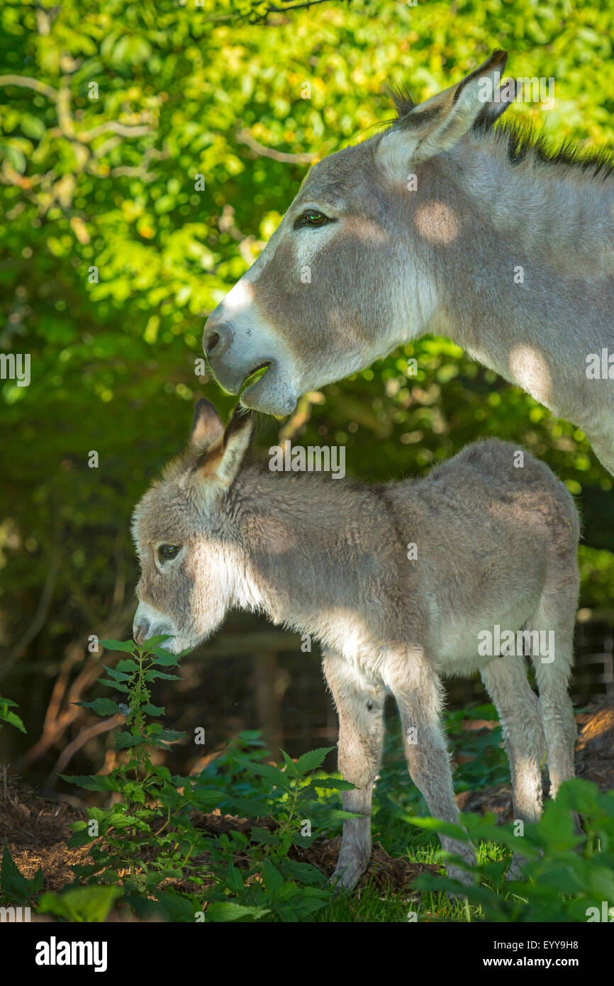 Inländische Esel (Equus Asinus Asinus), Stute mit Fohlen im Freigehege, Deutschland, Nordrhein-Westfalen Stockfoto