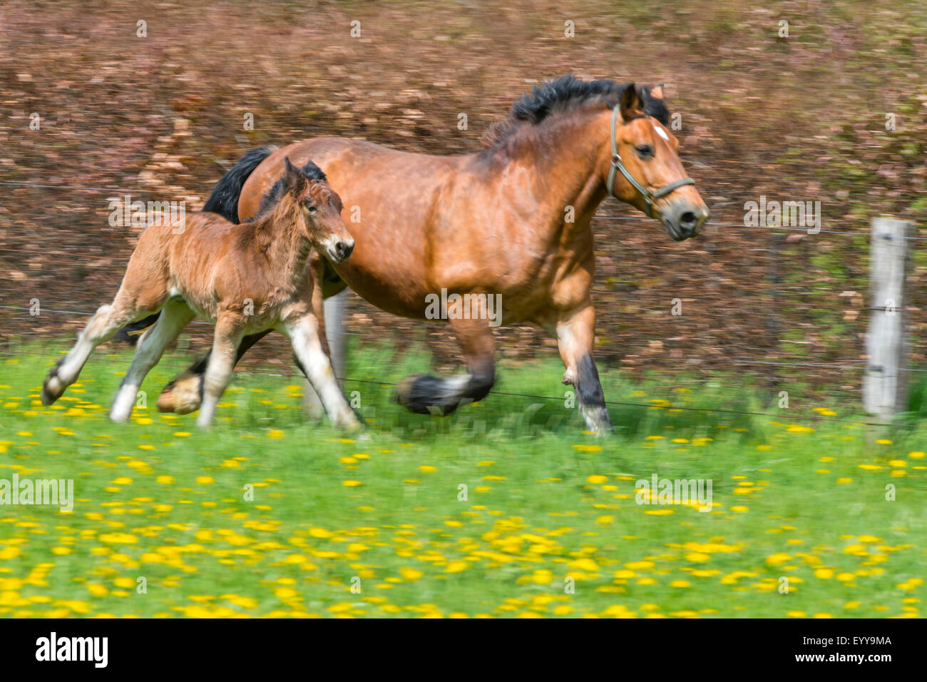 Ardenner Pferd (Equus Przewalskii F. Caballus), Stute und Fohlen laufen auf einer Wiese mit blühenden Löwenzahn, Deutschland, Nordrhein-Westfalen Stockfoto