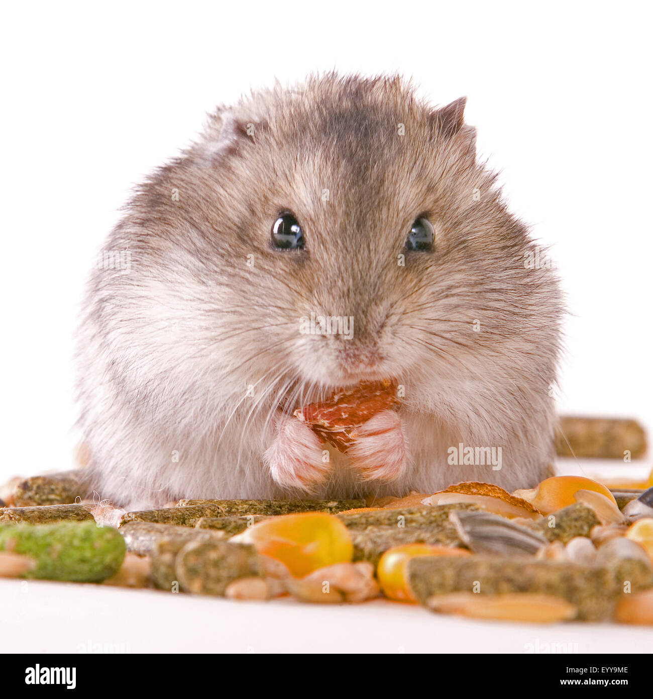 Goldhamster (Mesocricetus Auratus), Essen Hamster, Hamster Wangen Stockfoto