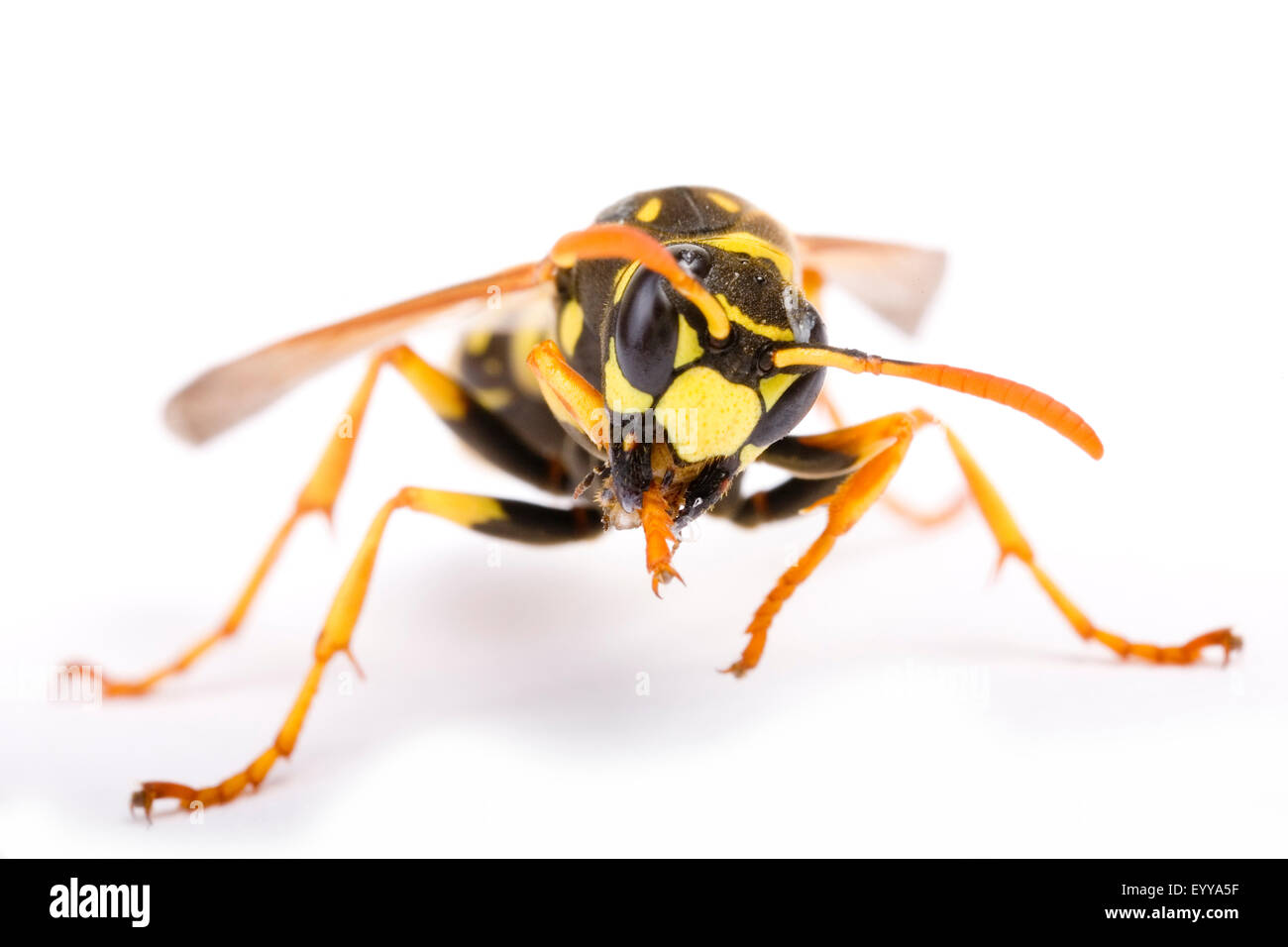 Papier-Wasp (Polistes Gallicus, Polistes Dominulus), Ausschnitt, Österreich Stockfoto