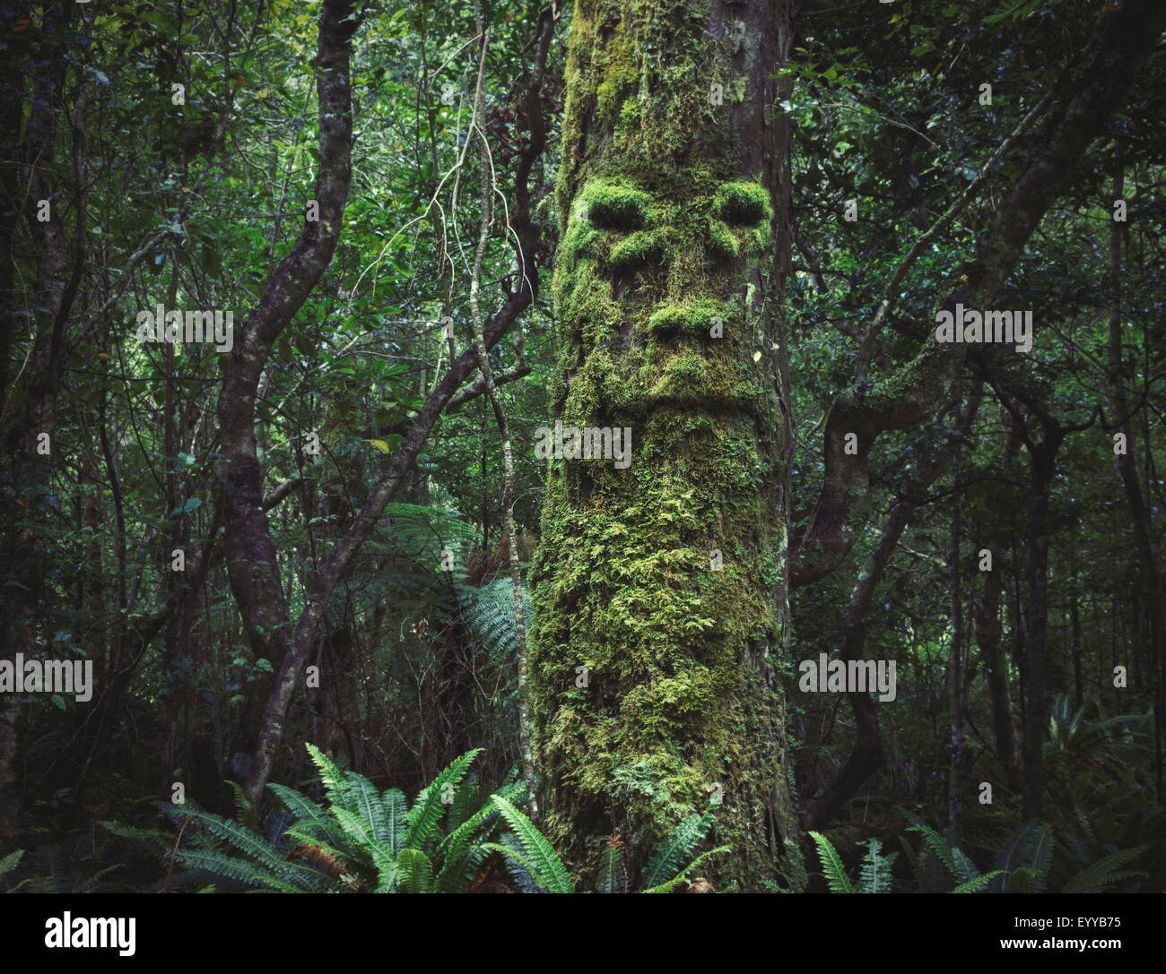 Gesicht in Moos auf Baum in üppigen Wald wächst Stockfoto