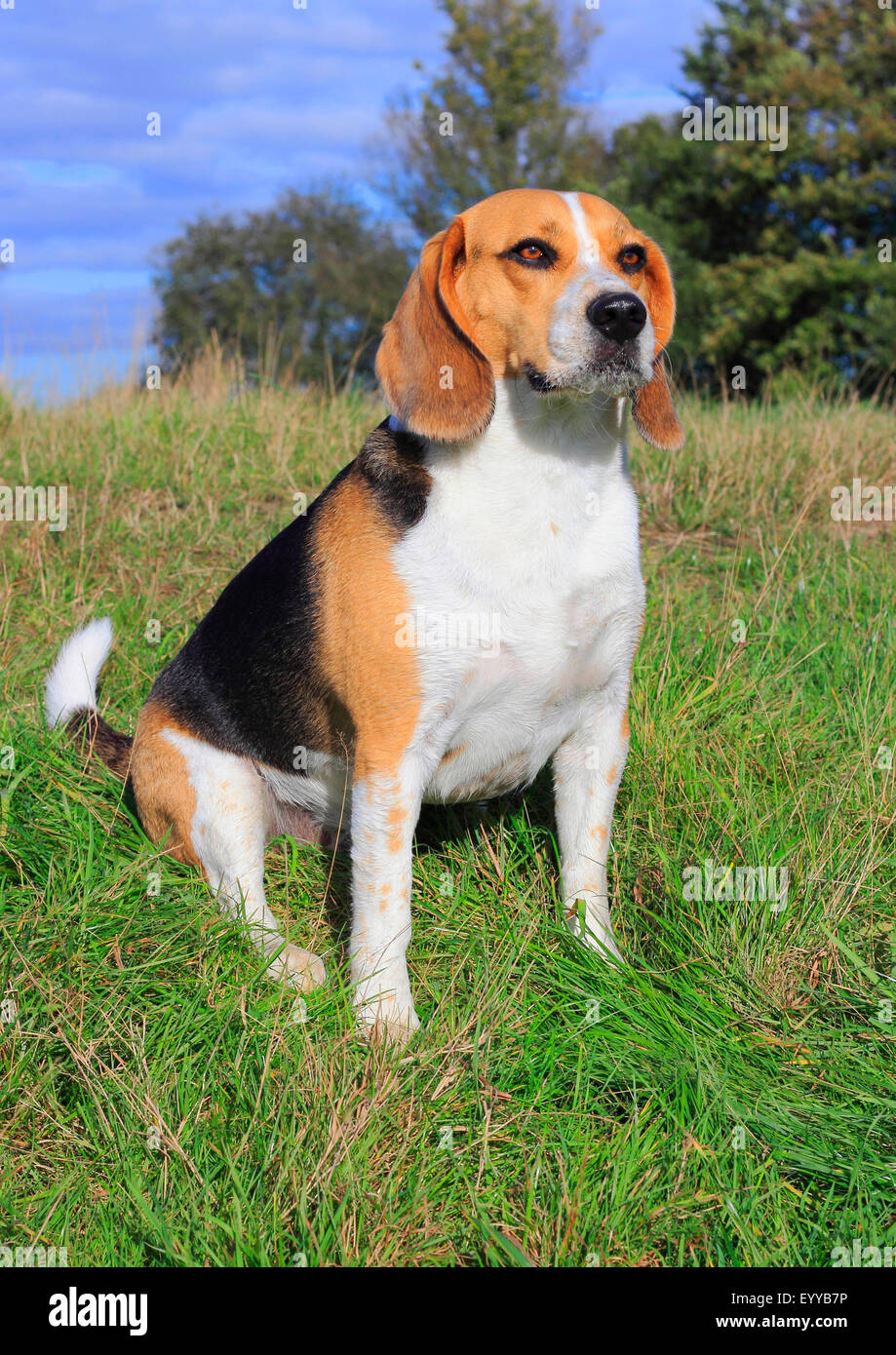 Beagle (Canis Lupus F. Familiaris), drei Jahre alten Beagle sitzen auf einer Wiese, Deutschland Stockfoto