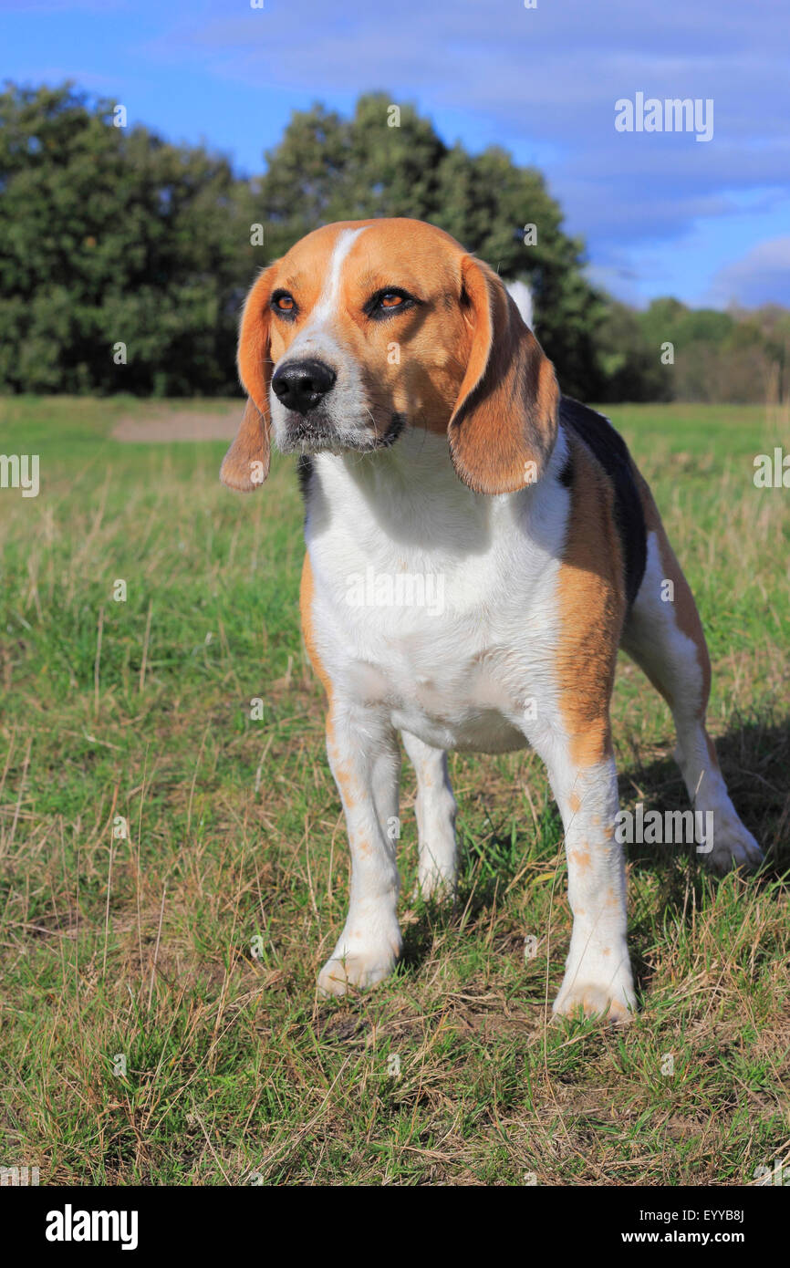 Beagle (Canis Lupus F. Familiaris), drei Jahre alten Beagle stehen auf der Wiese, Deutschland Stockfoto
