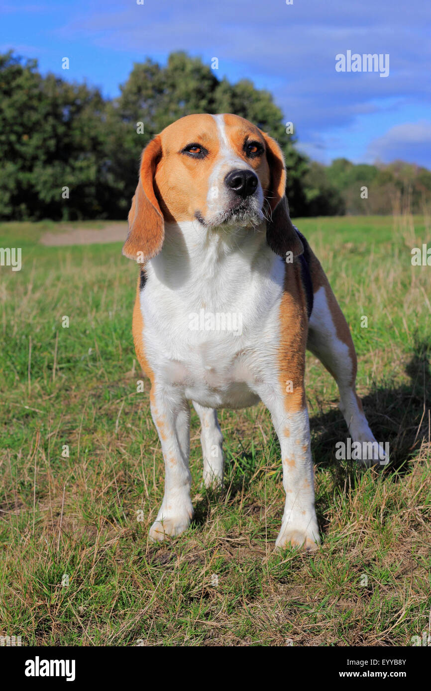 Beagle (Canis Lupus F. Familiaris), drei Jahre alten Beagle stehen auf der Wiese, Deutschland Stockfoto