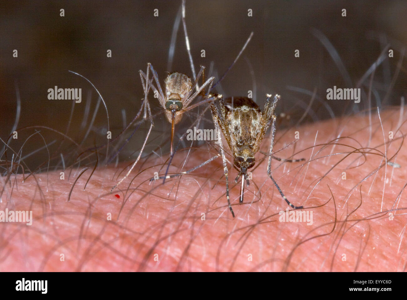 Stechmücken (Aedes spec.), blutsaugenden Weibchen am menschlichen Arm, Deutschland Stockfoto