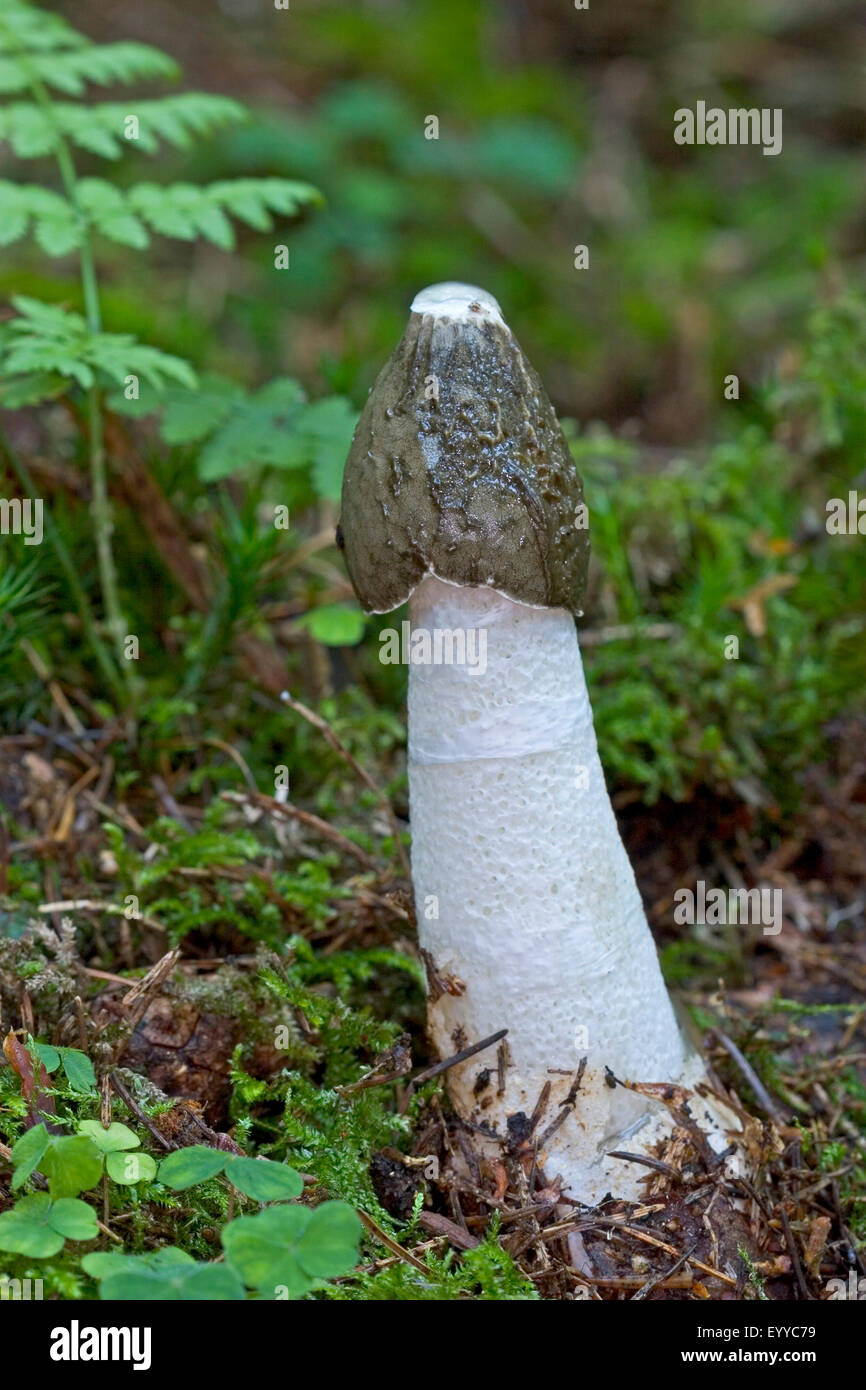 gemeinsamen Stinkmorchel, gemeinsame Gestank-Horn (Phallus Impudicus), Fruchtkörper auf Waldboden, Deutschland Stockfoto