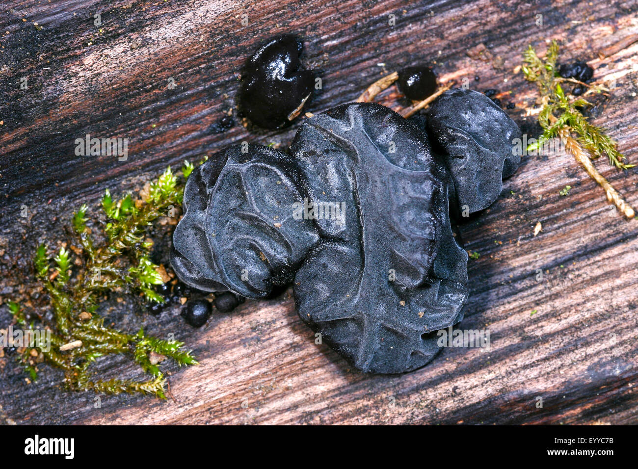 Witches' Butter, schwarze Hexen Butter, schwarzes Gelee-Roll, warzige Gelee-Pilz (Exidia Glandulosa, Exidia Truncata) Fruchtkörper auf Totholz, Deutschland Stockfoto