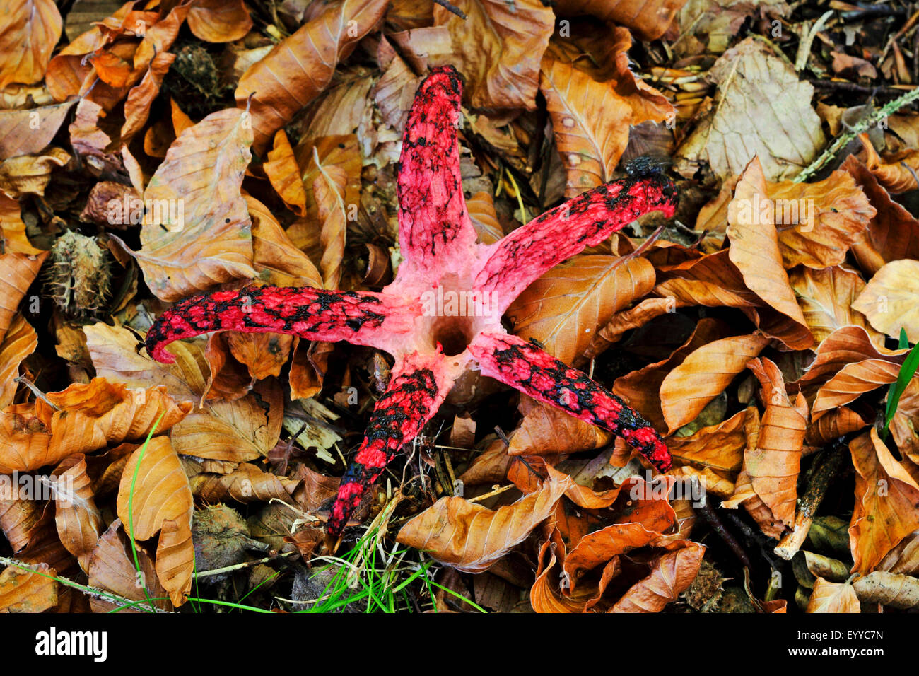 Teufels Finger, Teufels-Kralle-Pilz, Riesen Gestank Horn, Octopus Stinkmorchel (Anthurus Archeri, Clathrus Archeri), Fruchtkörper auf Waldboden, Ansicht von oben, Deutschland Stockfoto