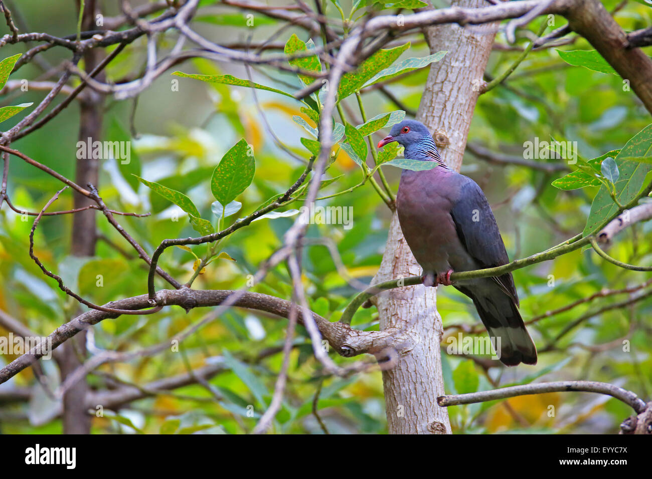 Bolle Taube (Columba Bollii), sitzt in einem Feigenbaum, Kanarische Inseln, La Palma Stockfoto