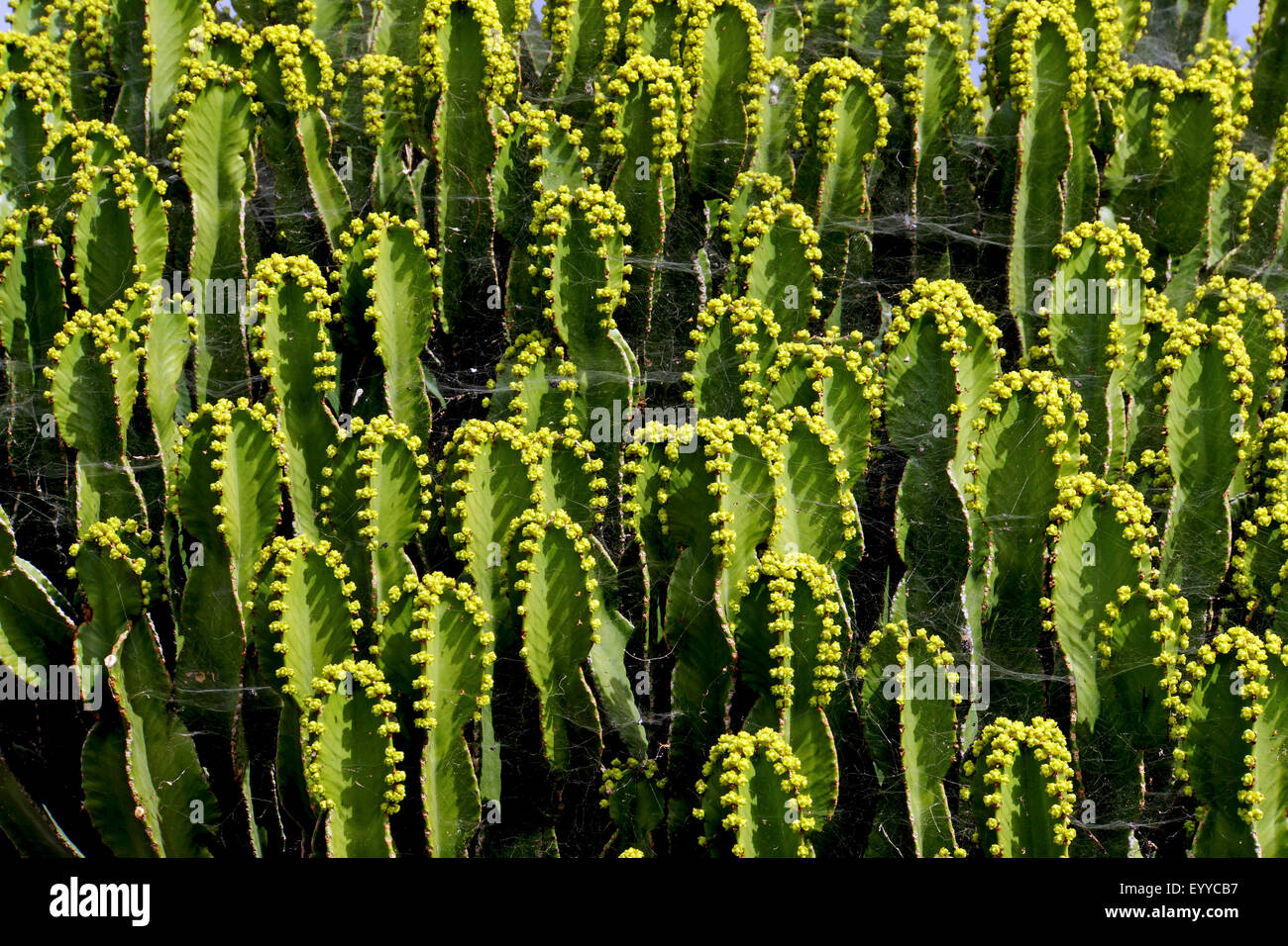 Kanaren-Wolfsmilch (Euphorbia Canariensis), Gruppe, Kanarische Inseln, Teneriffa Stockfoto